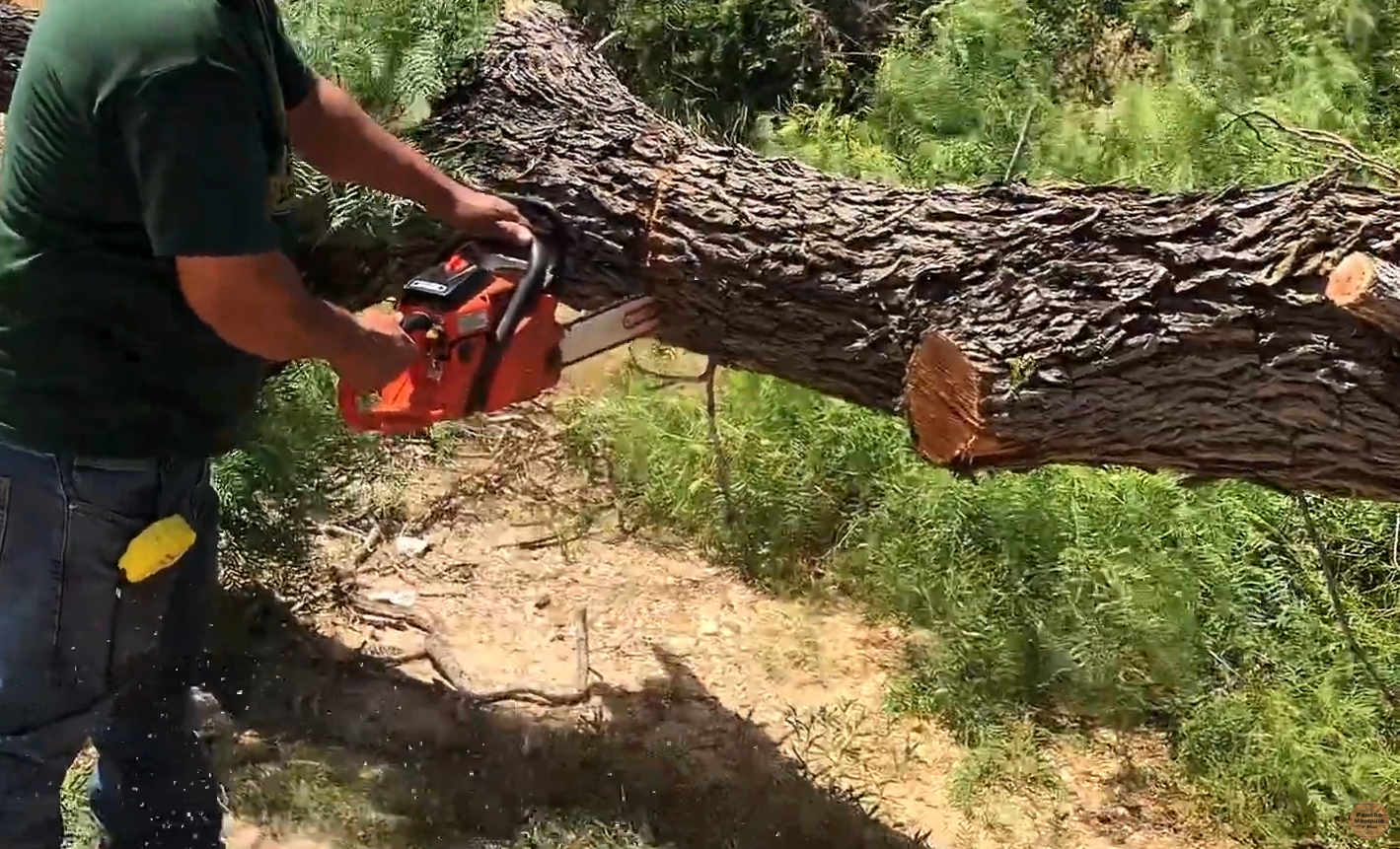 A person using a chainsaw to cut through a fallen tree in a forested area.