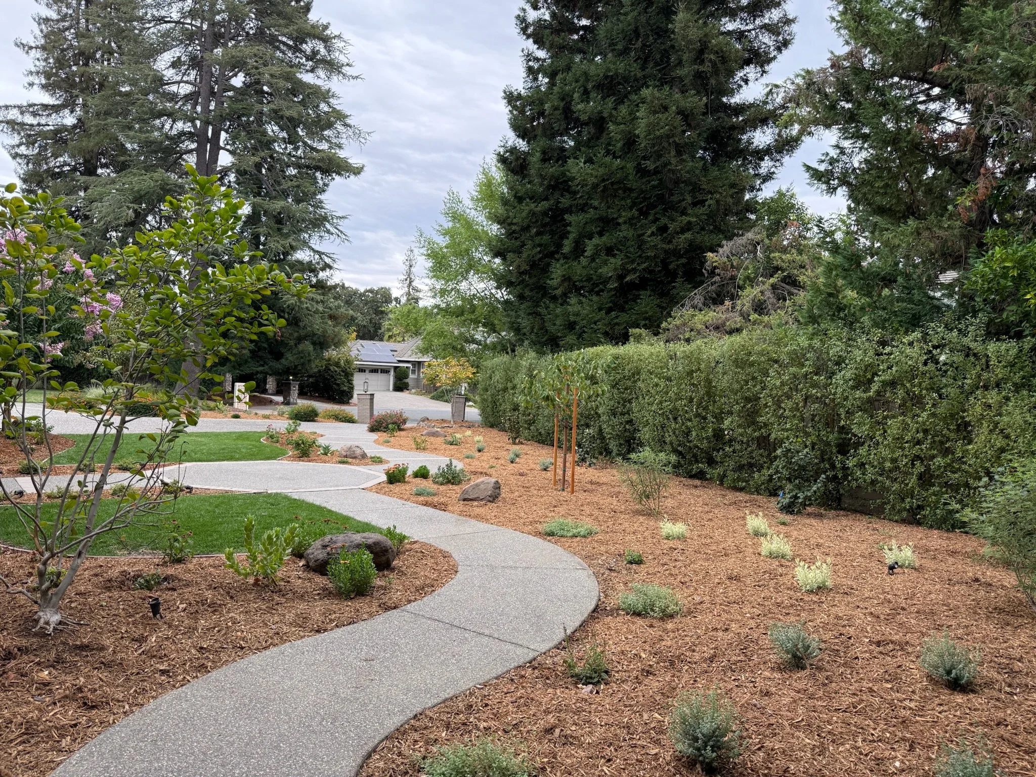 A landscaped backyard with a winding concrete pathway, small bushes, and rocks. Tall pine trees and other green trees surround the yard, with a house in the background. The sky is cloudy.