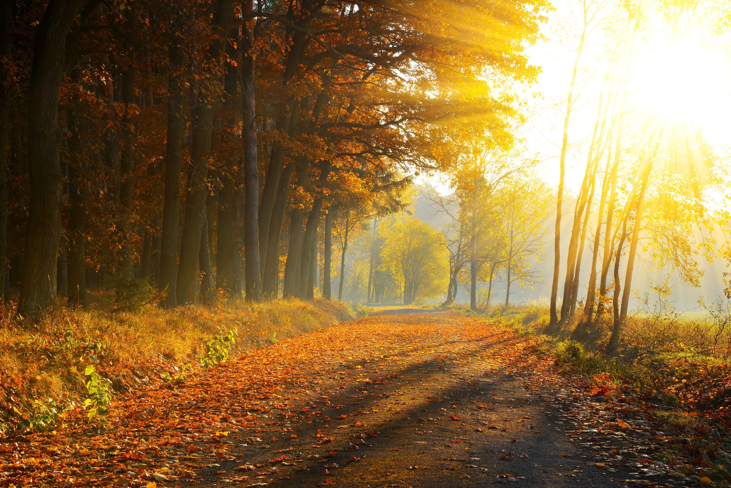 Autumn Path.jpg