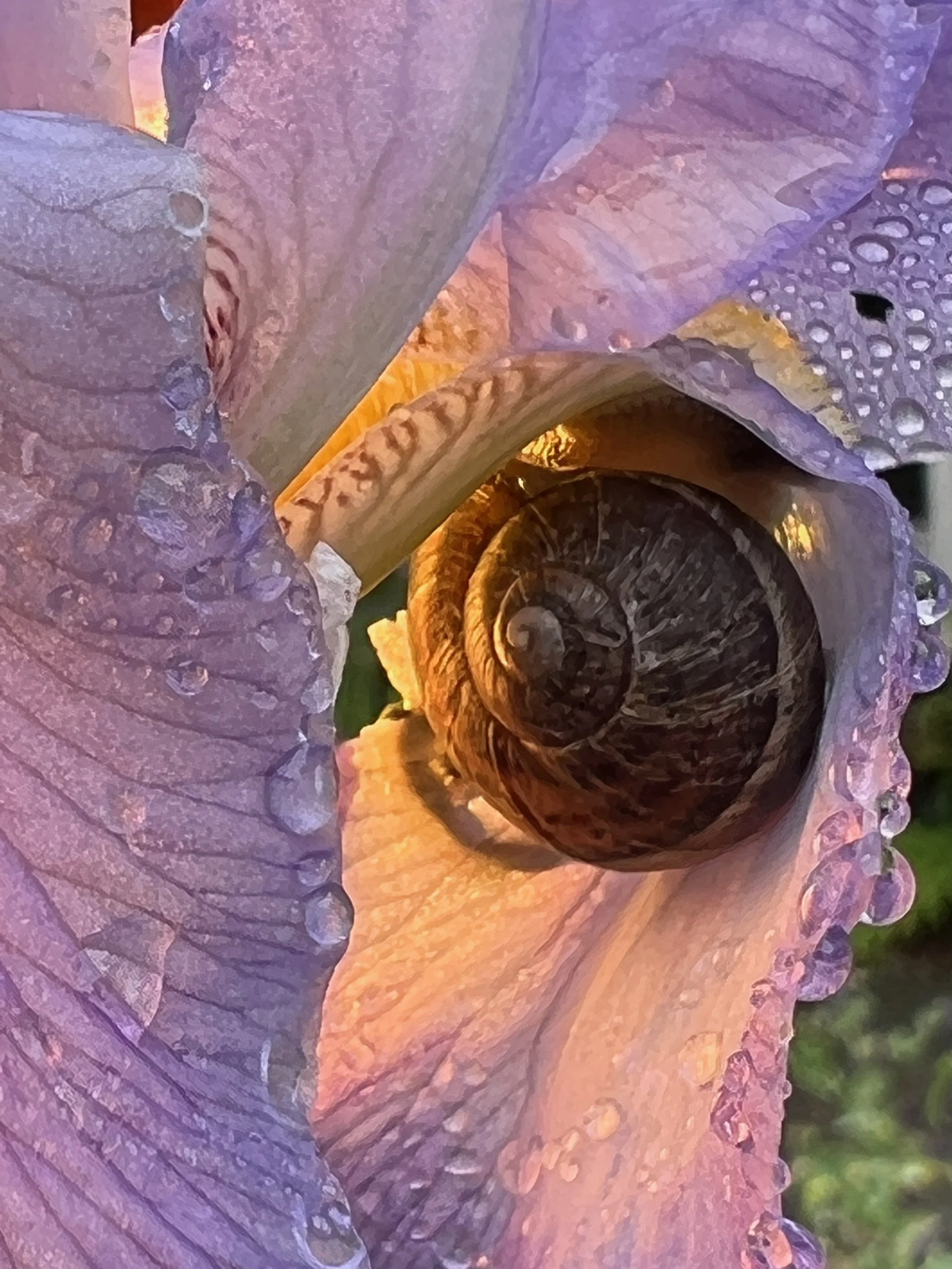 IMG_4077 LO RES.jpeg