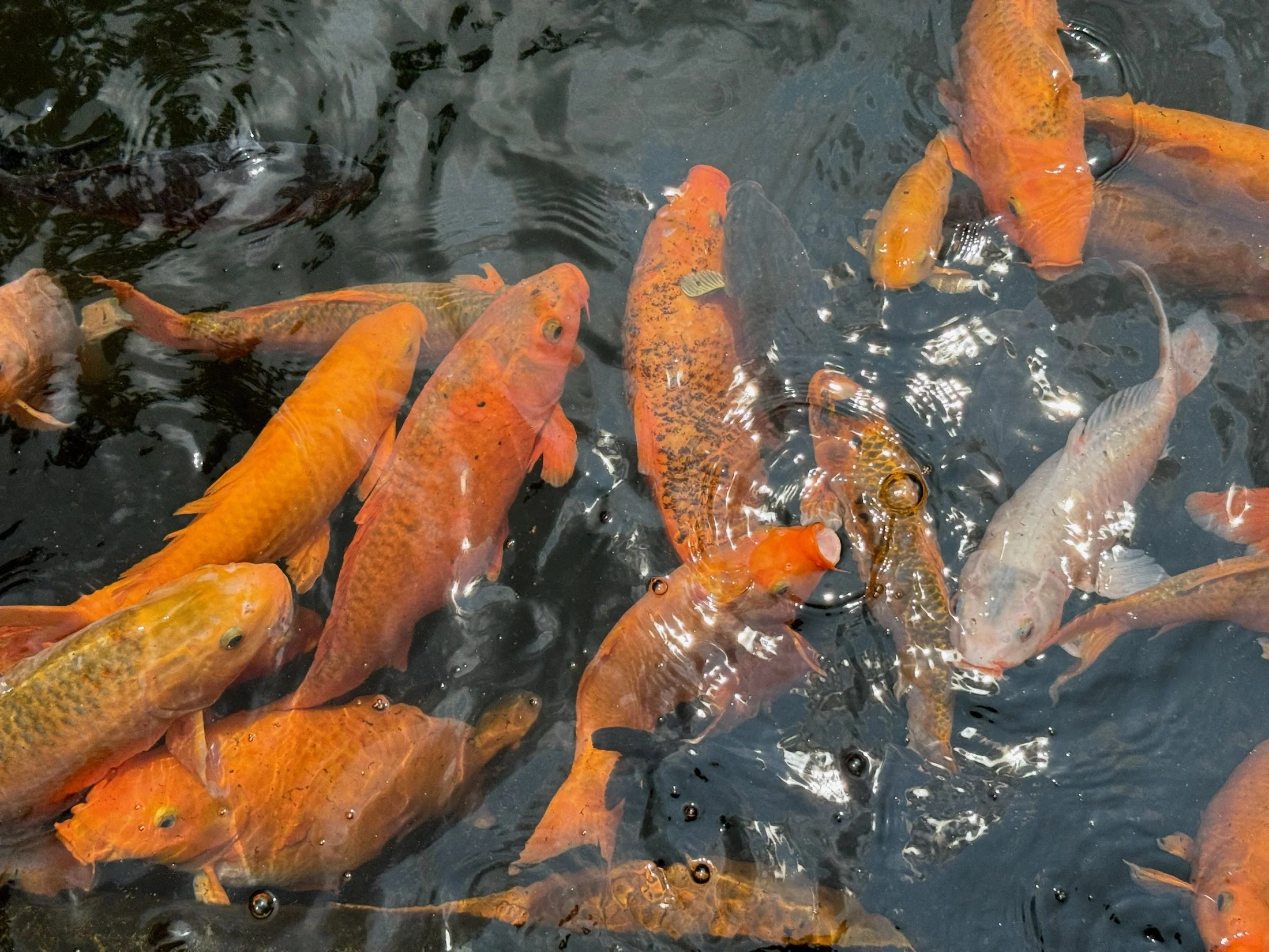 IMG_7226 LO RES.jpeg