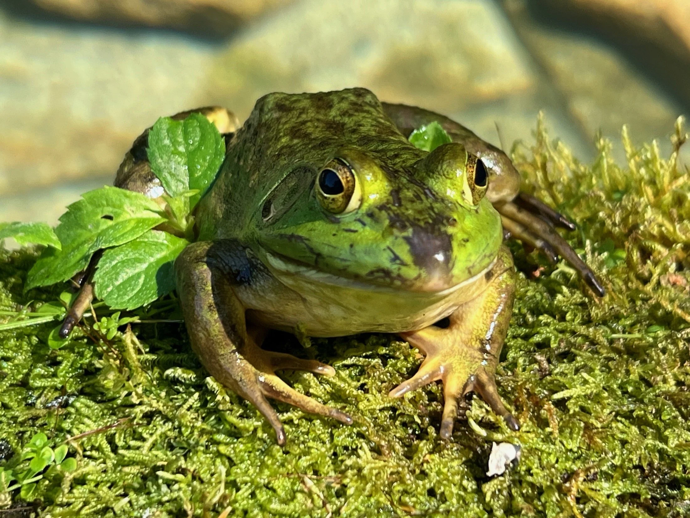 IMG_7521 LO RES.jpeg