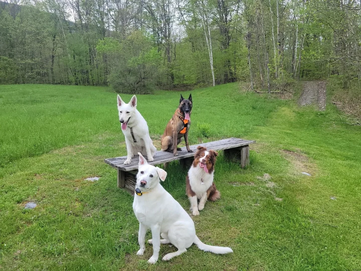 Board & Train Programs