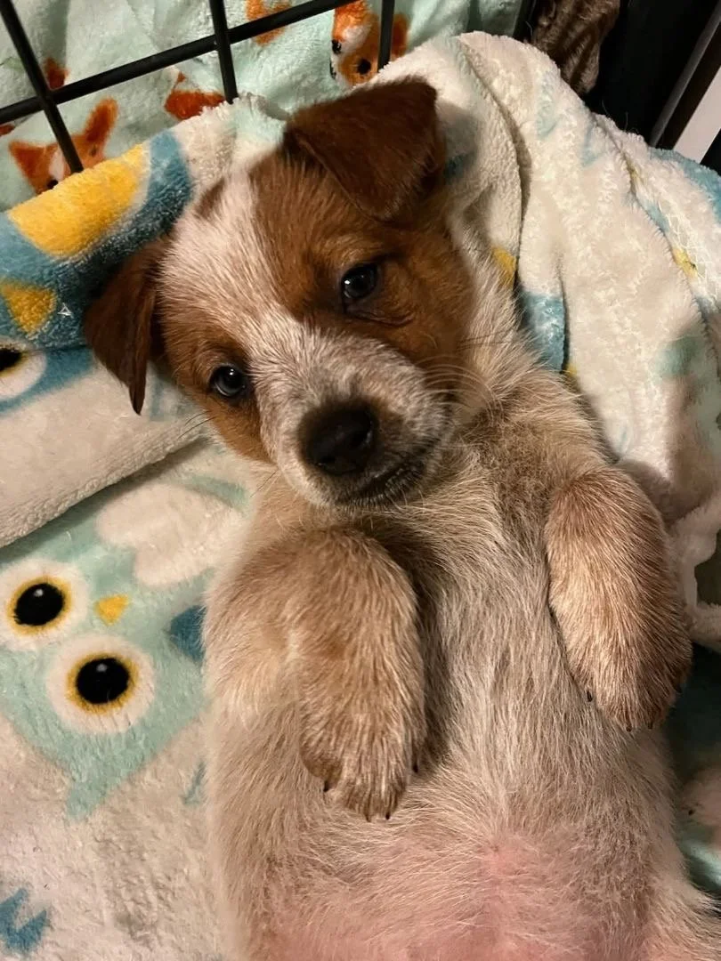 Virtual Consultations