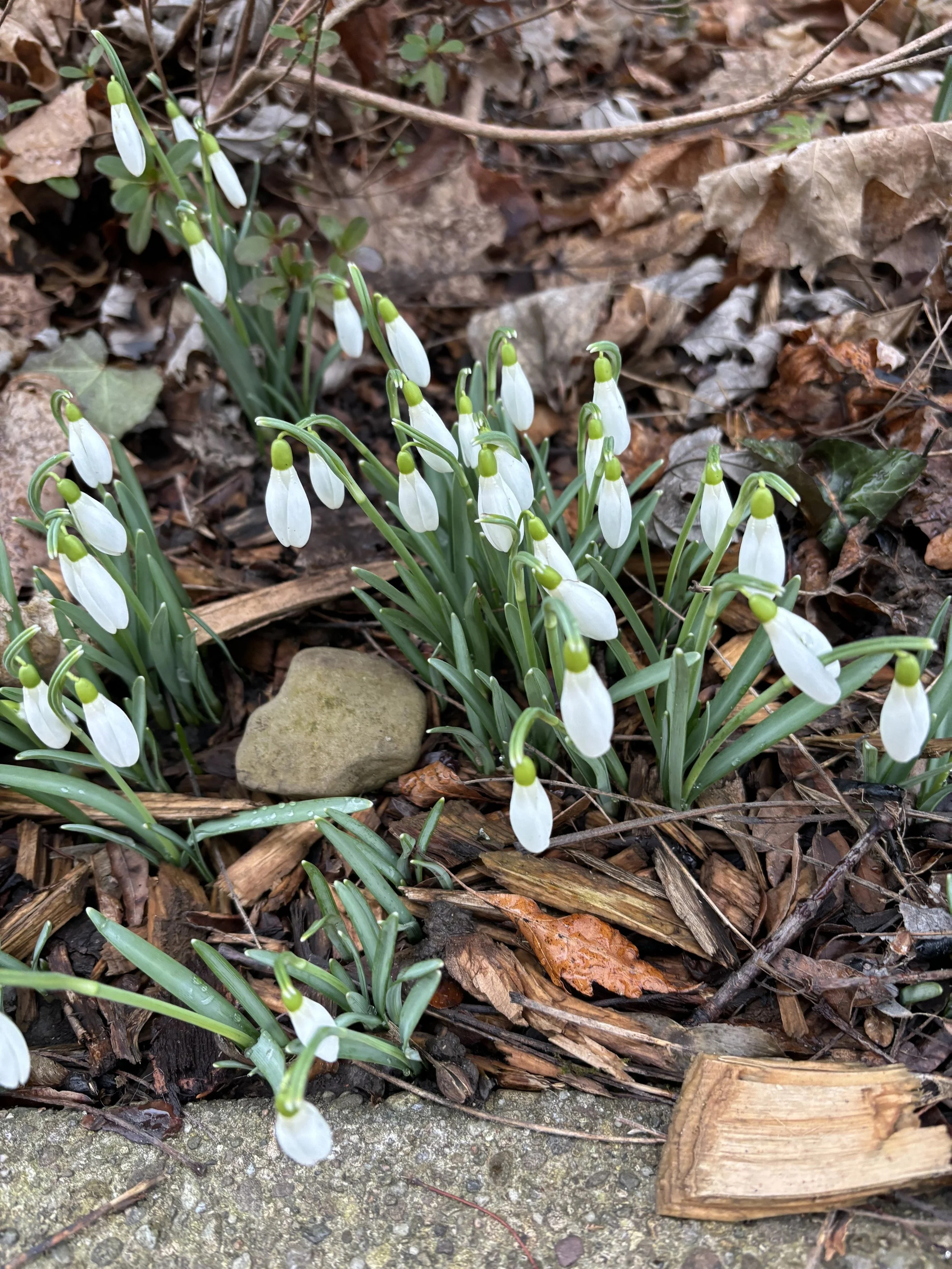 Spring Equinox in MA