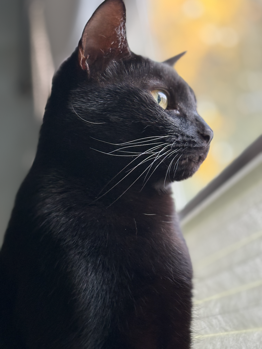 A closeup photo of a my black cat looking out the window. It's a cute photo.