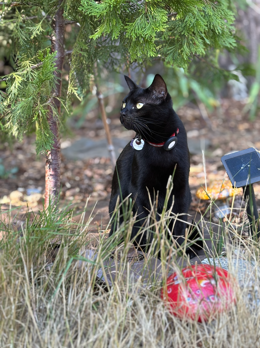Photo of a black cat looking off to the left, while sitting under a small cedar tree.