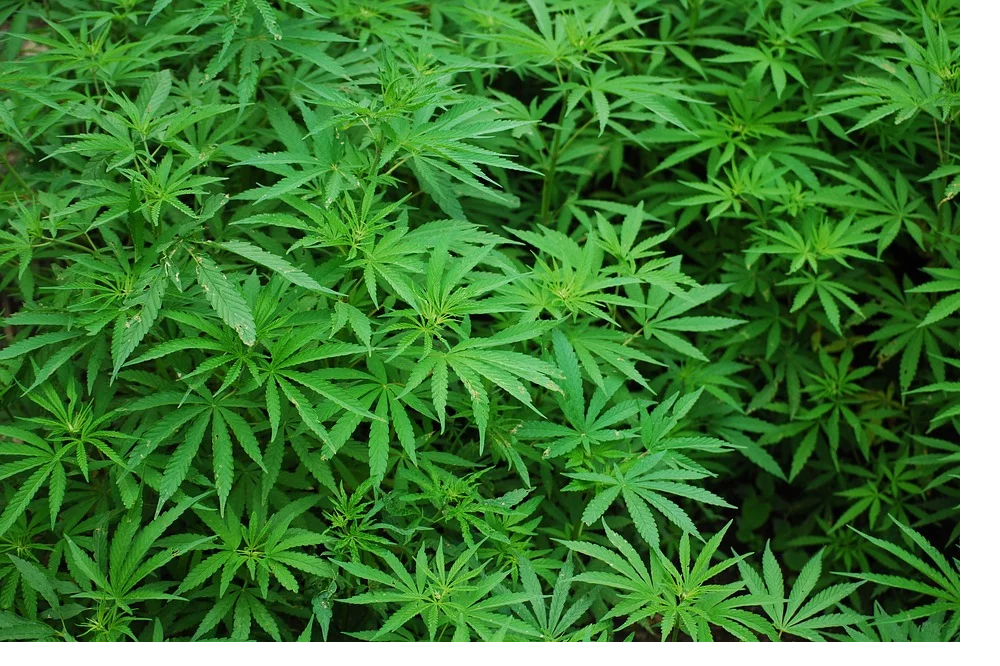 The Many Challenges (and one huge advantage) of Marketing Cannabis Products