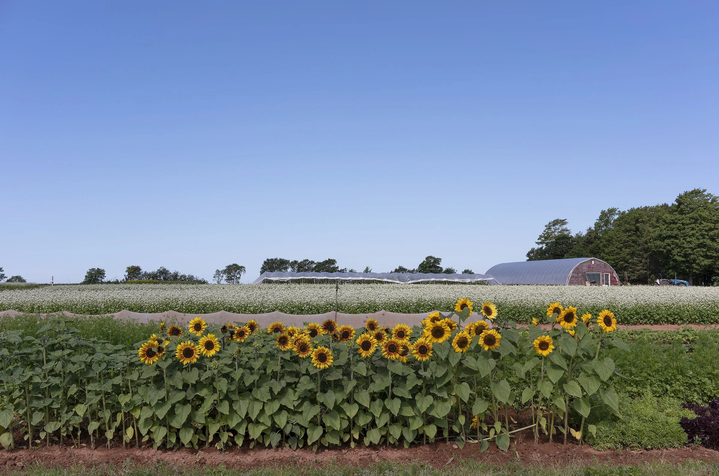 Farm, with Sunflowers, 2019