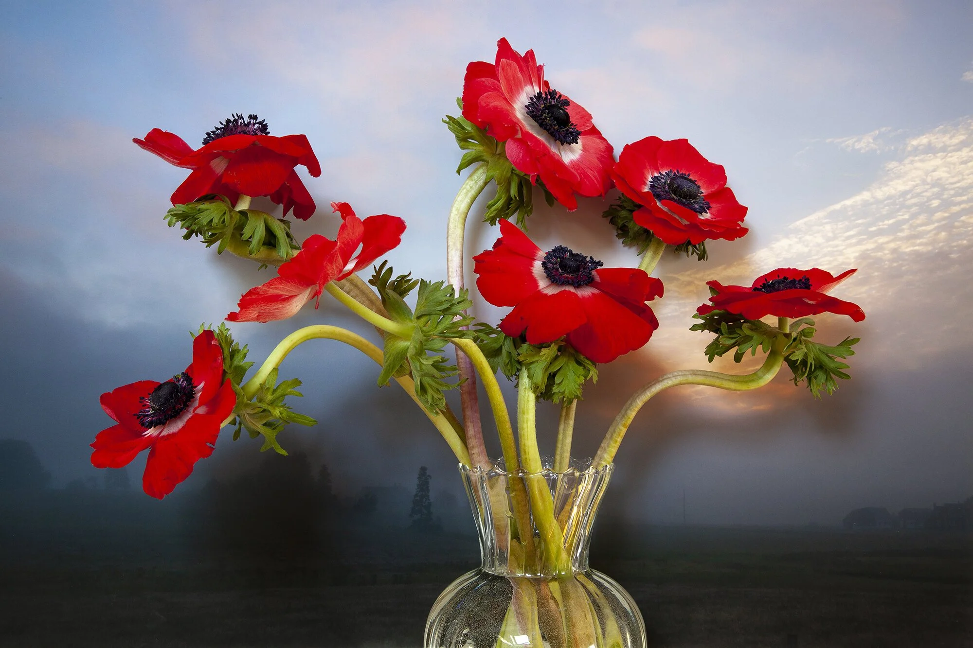 Anemone, North Wiltshire