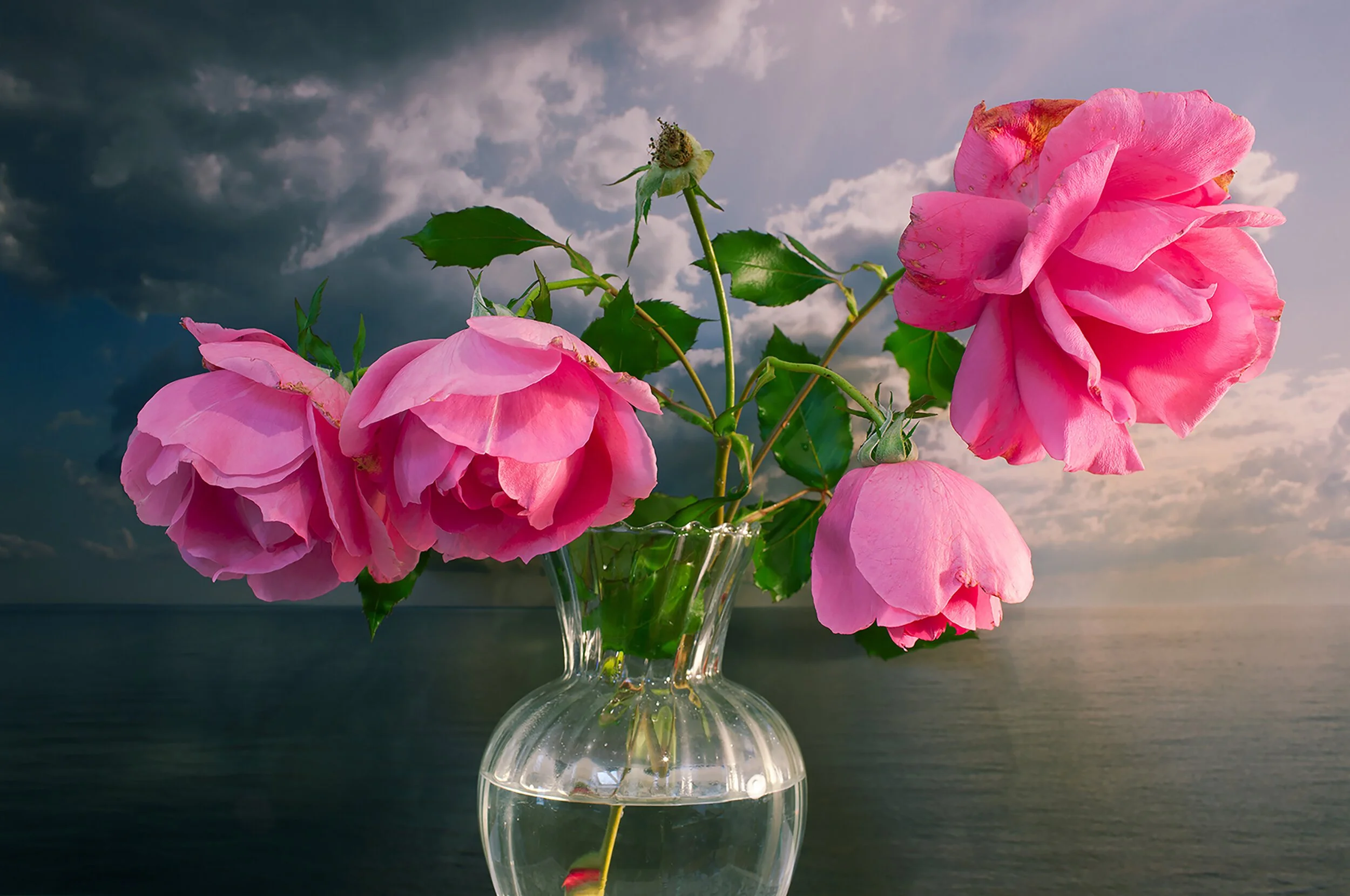Roses, Northumberland Strait