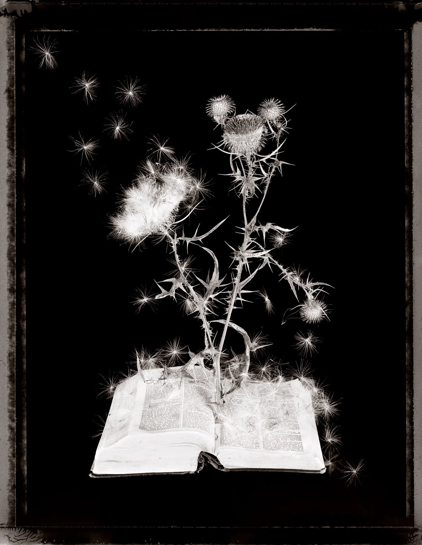 014SeedsofThistle.jpg