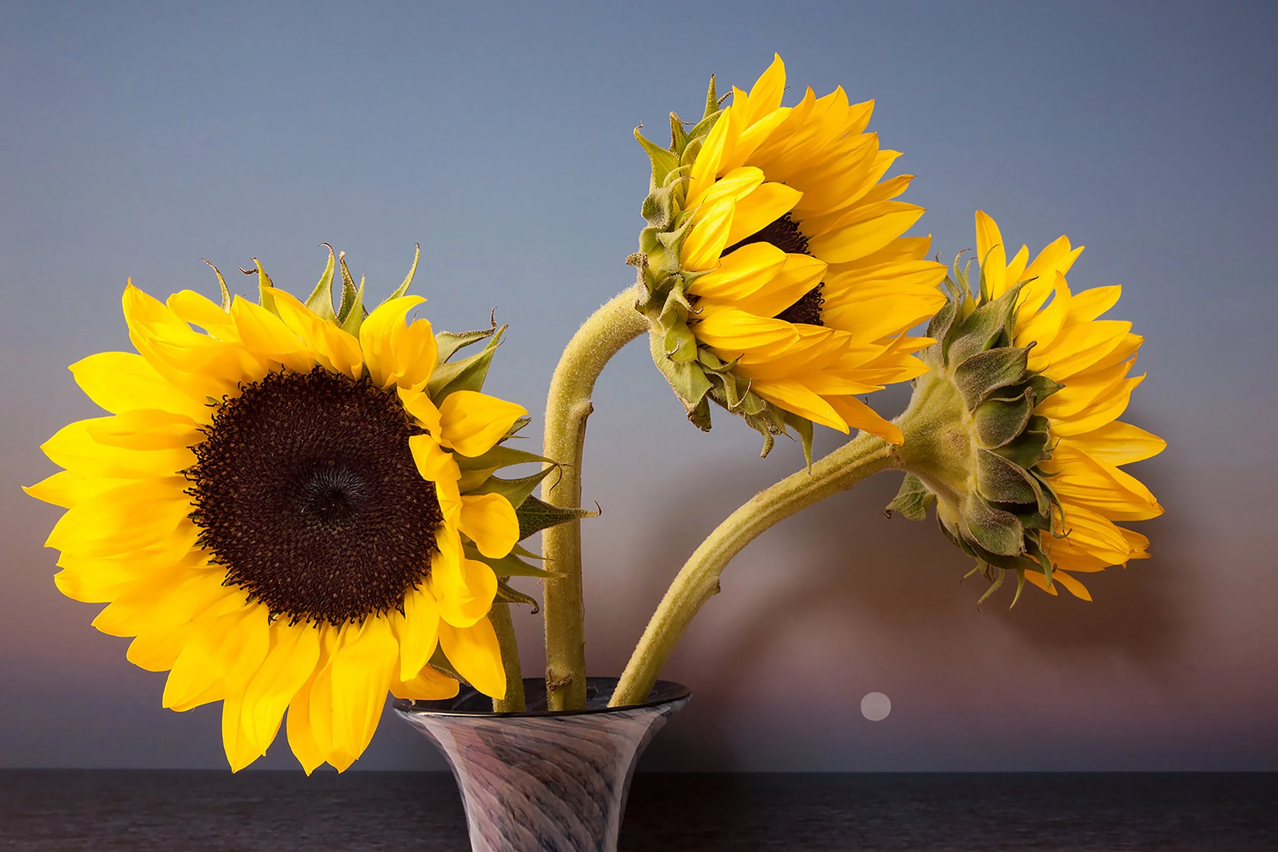 Sunflowers, Moon Setting on Northumberland Strait