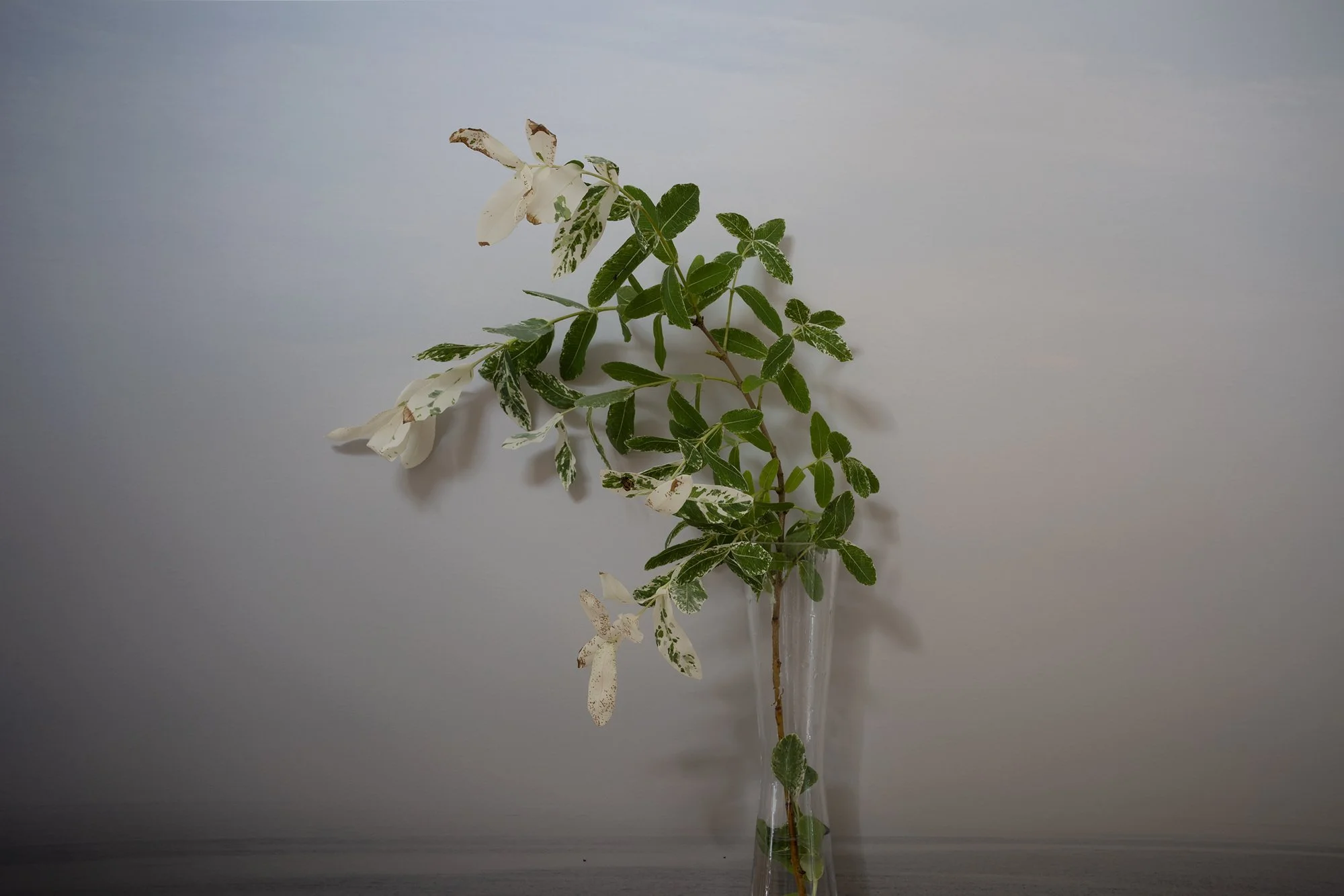 Dappled Willow, 2022