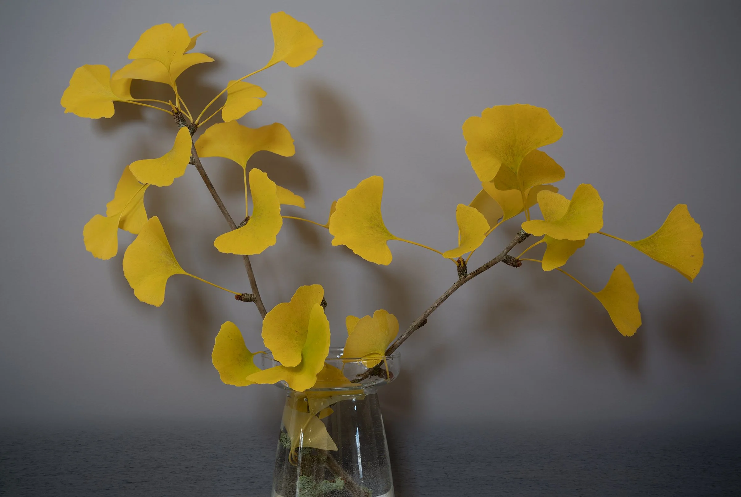Ginkgo biloba, China, 2021