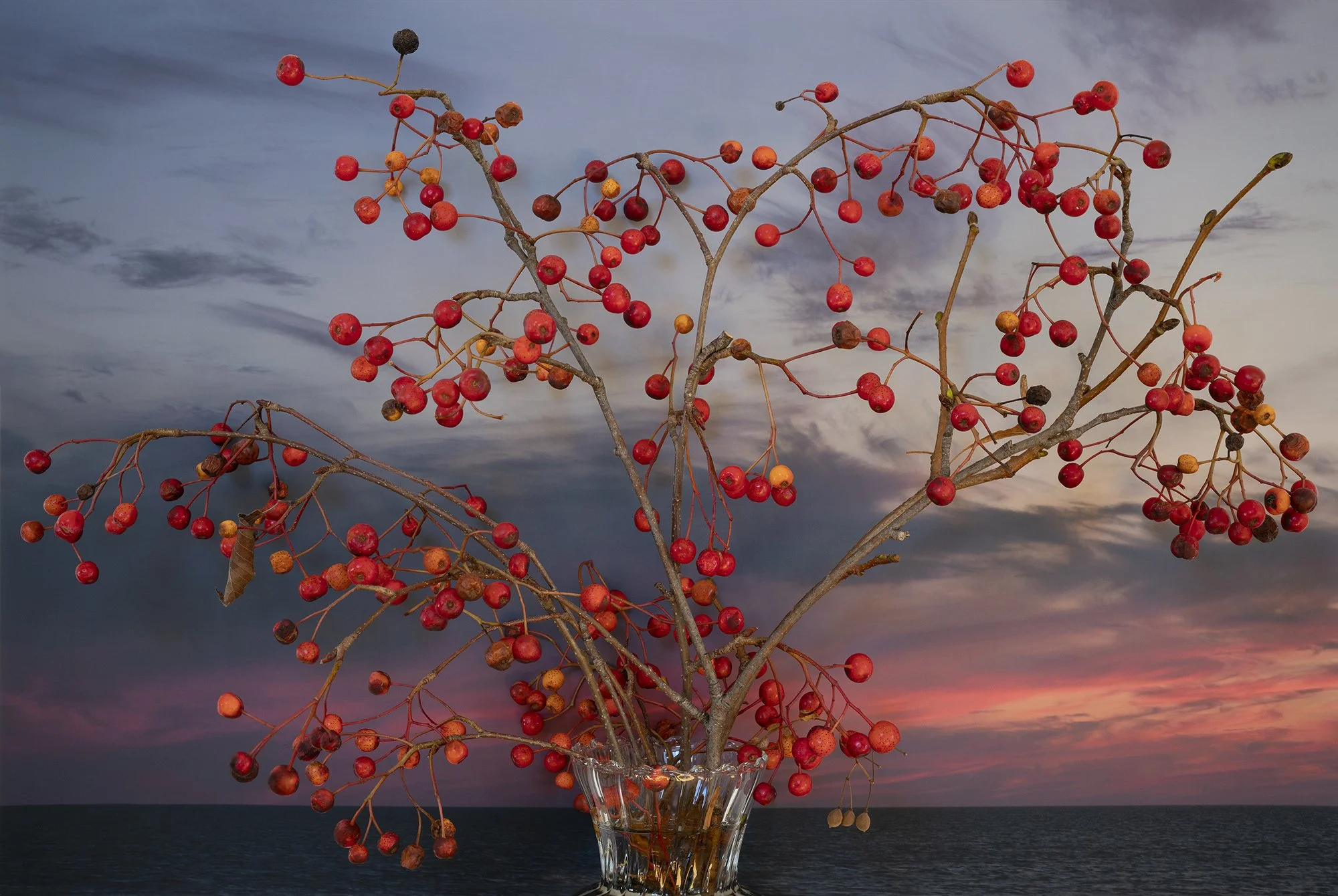 Densehead Mountain Ash, 2021