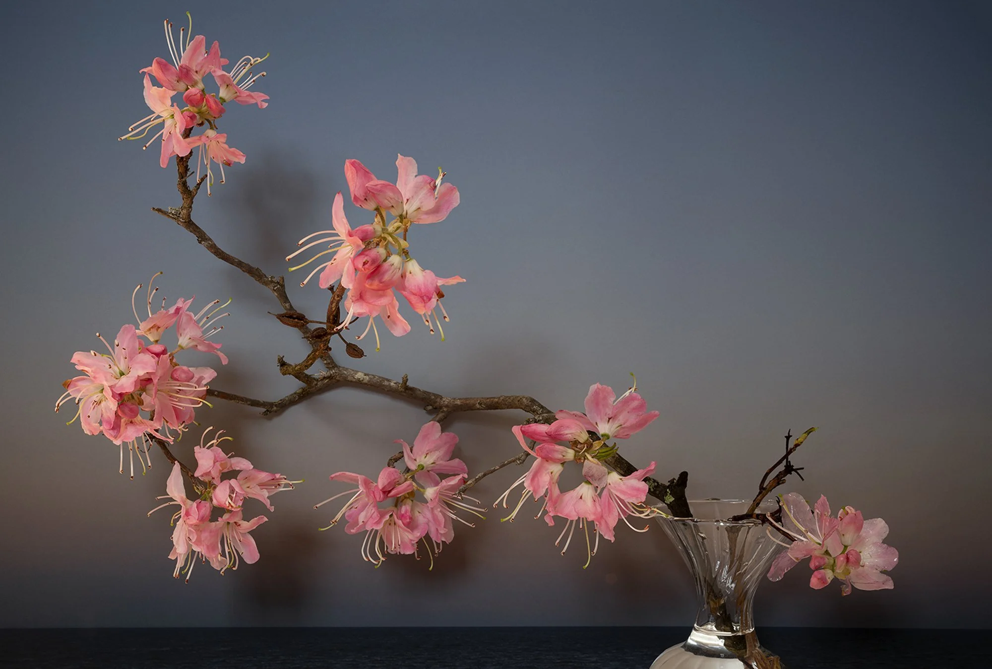 Pinkshell Azalea, 2022