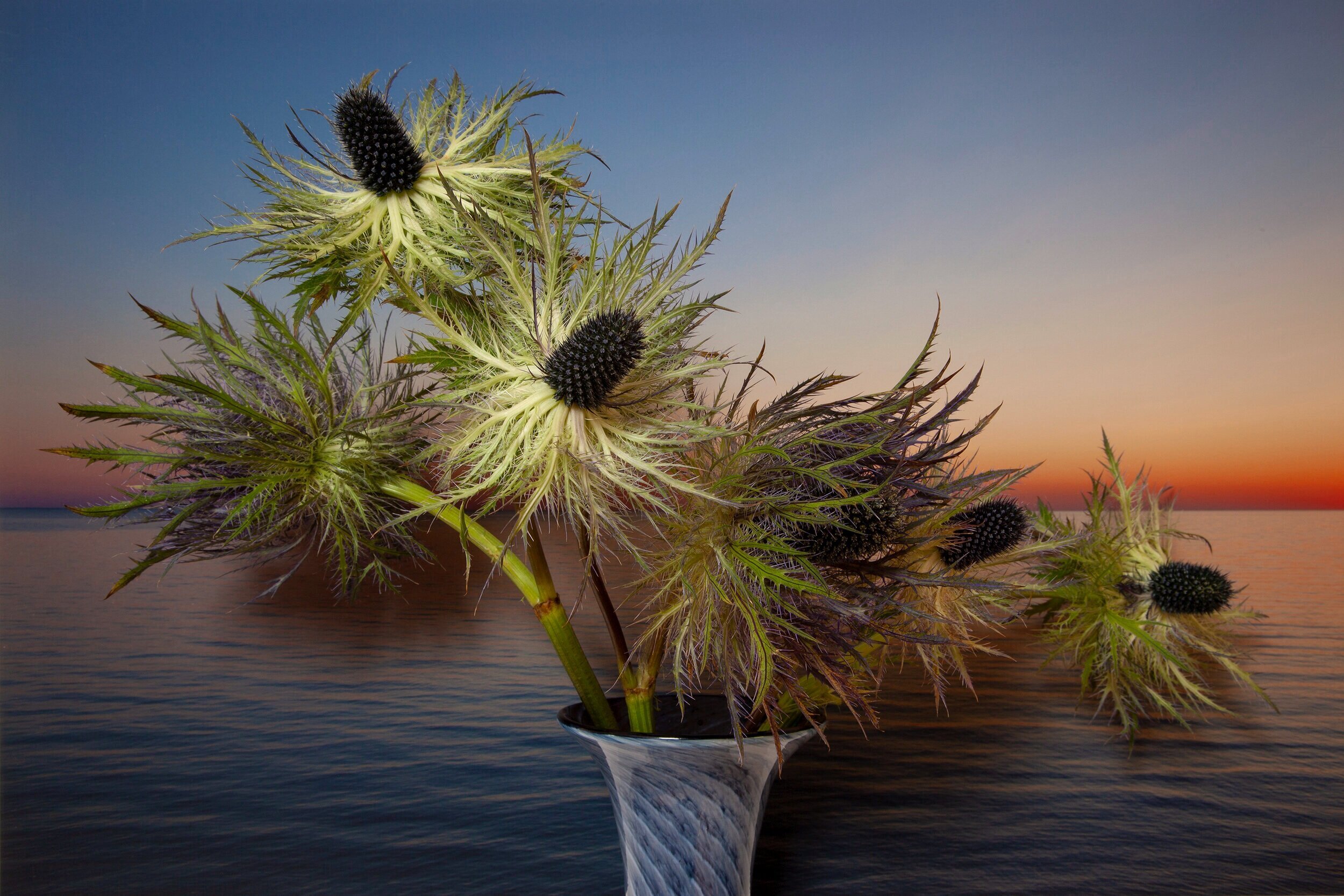 Eryngium, Northumberland Strait