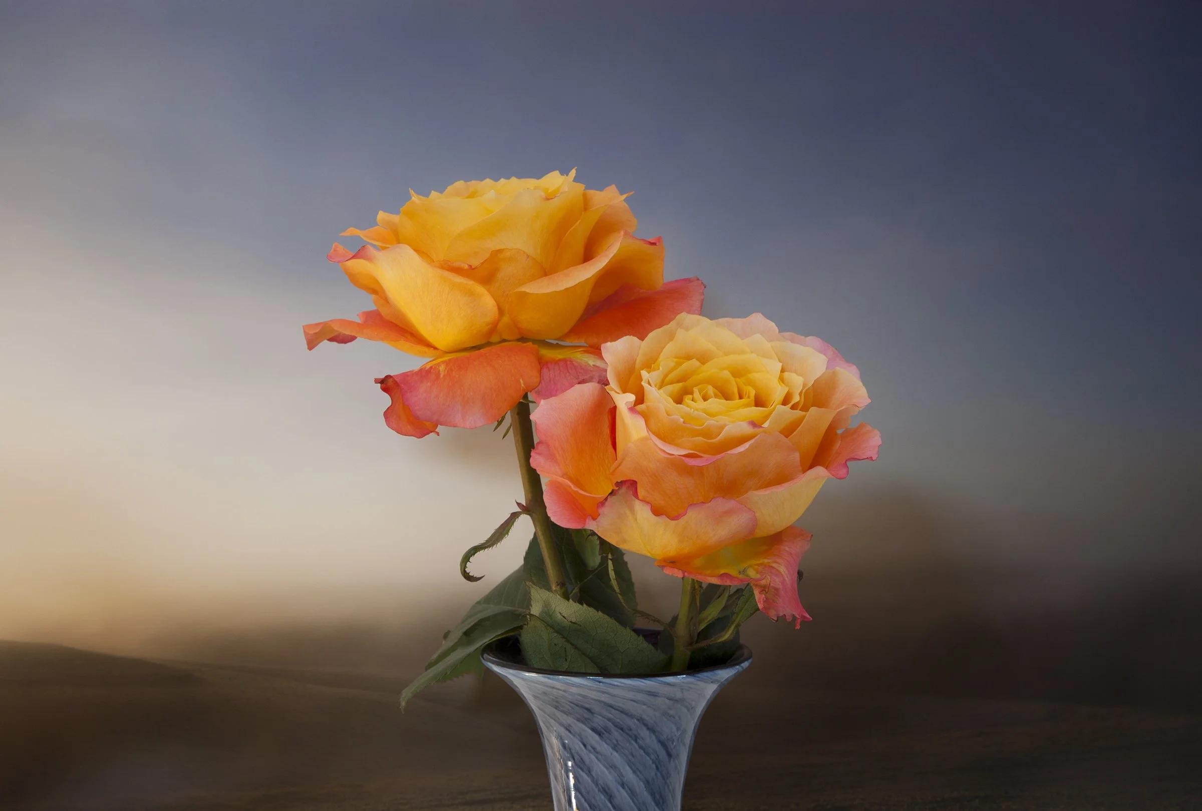 Sunset Roses, Emyvale