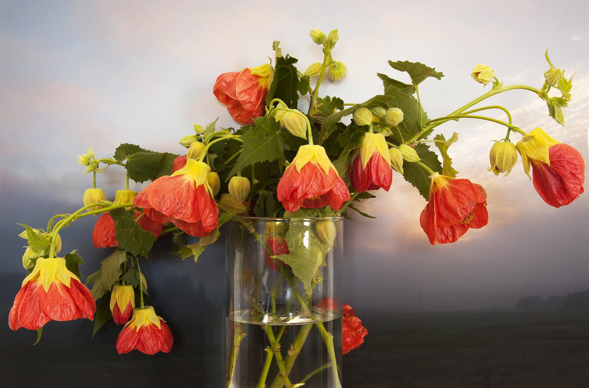 Abutilon, North Wiltshire