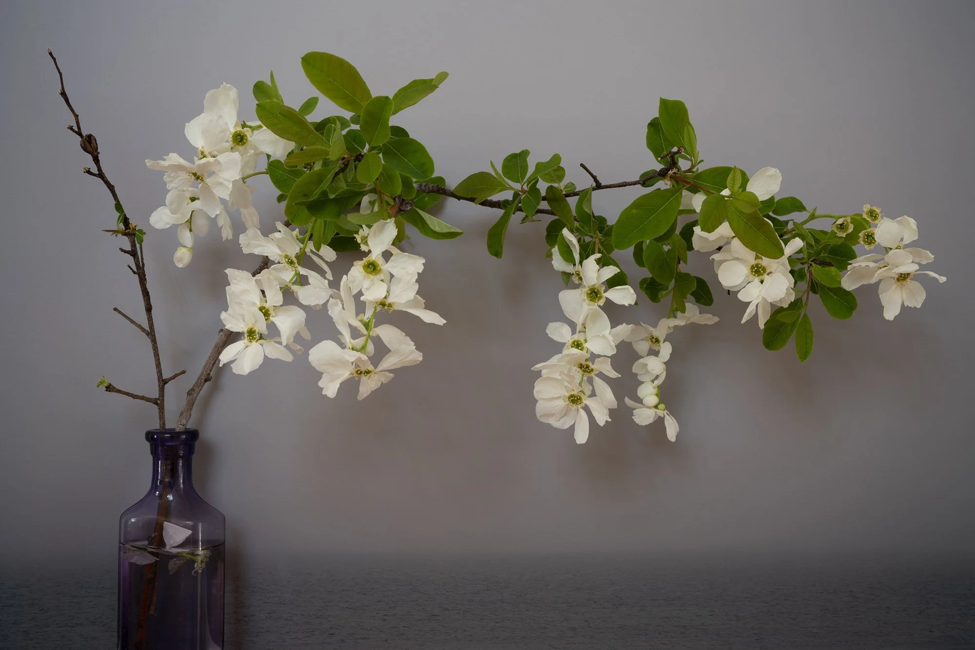 Wilson Pearlbush, 2022