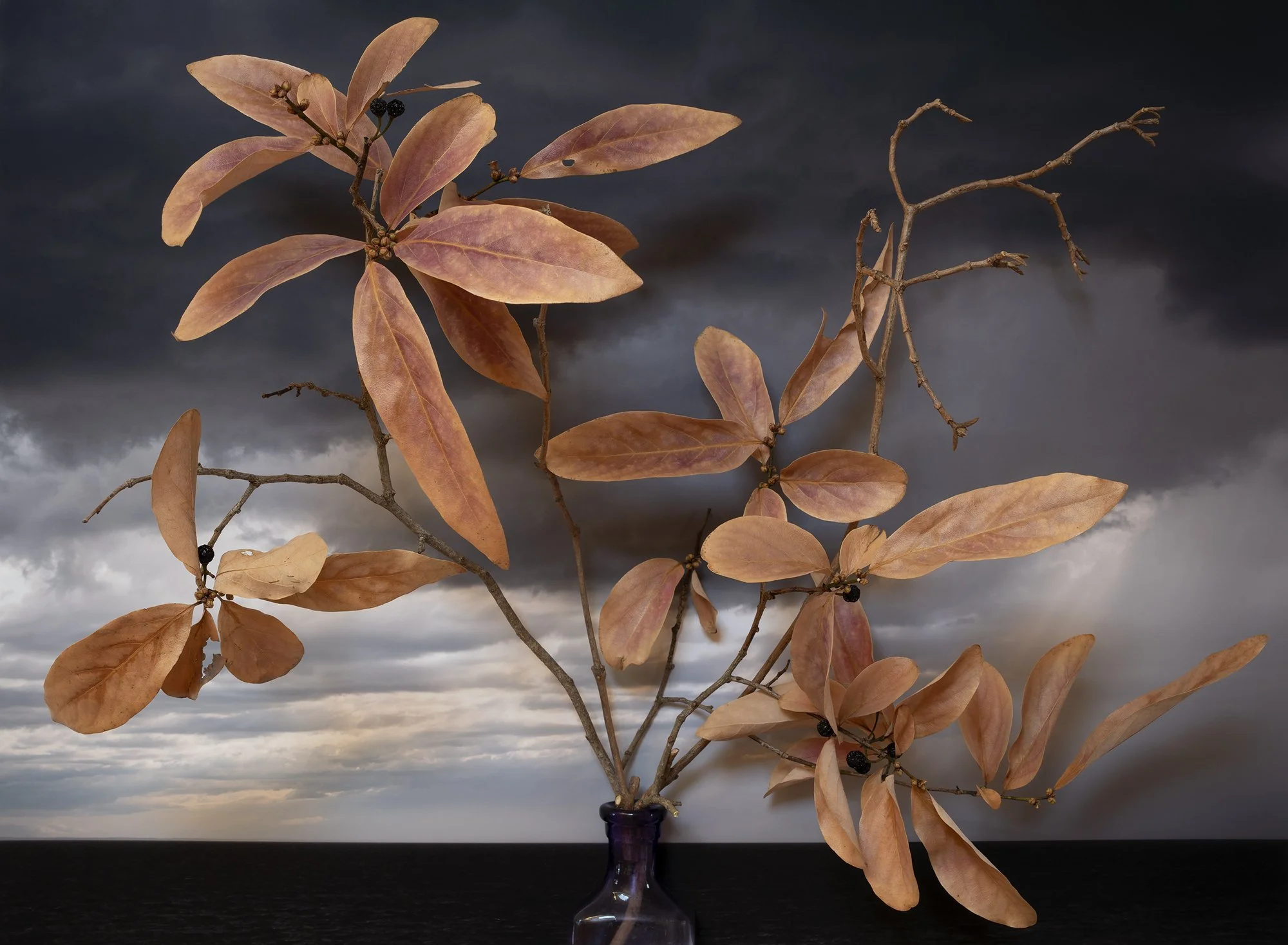 Spicebush, Lindera angustifolia, China, 2021