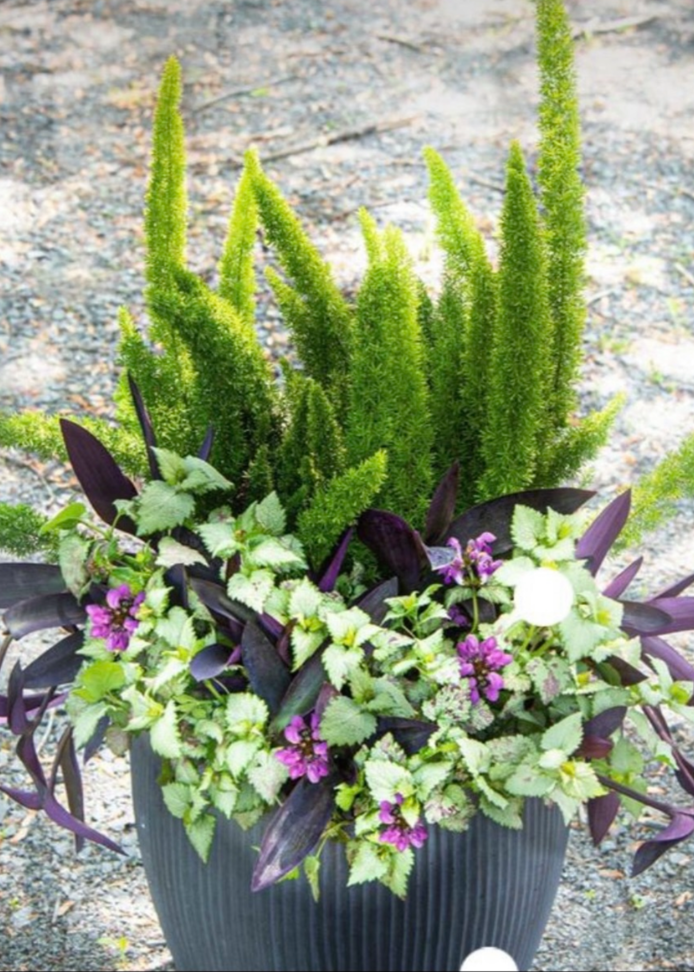 A flower arrangement in a gray pot with tall green ferns, purple and green variegated leaves, and pink and white flowers, outdoors on a gravel surface.
