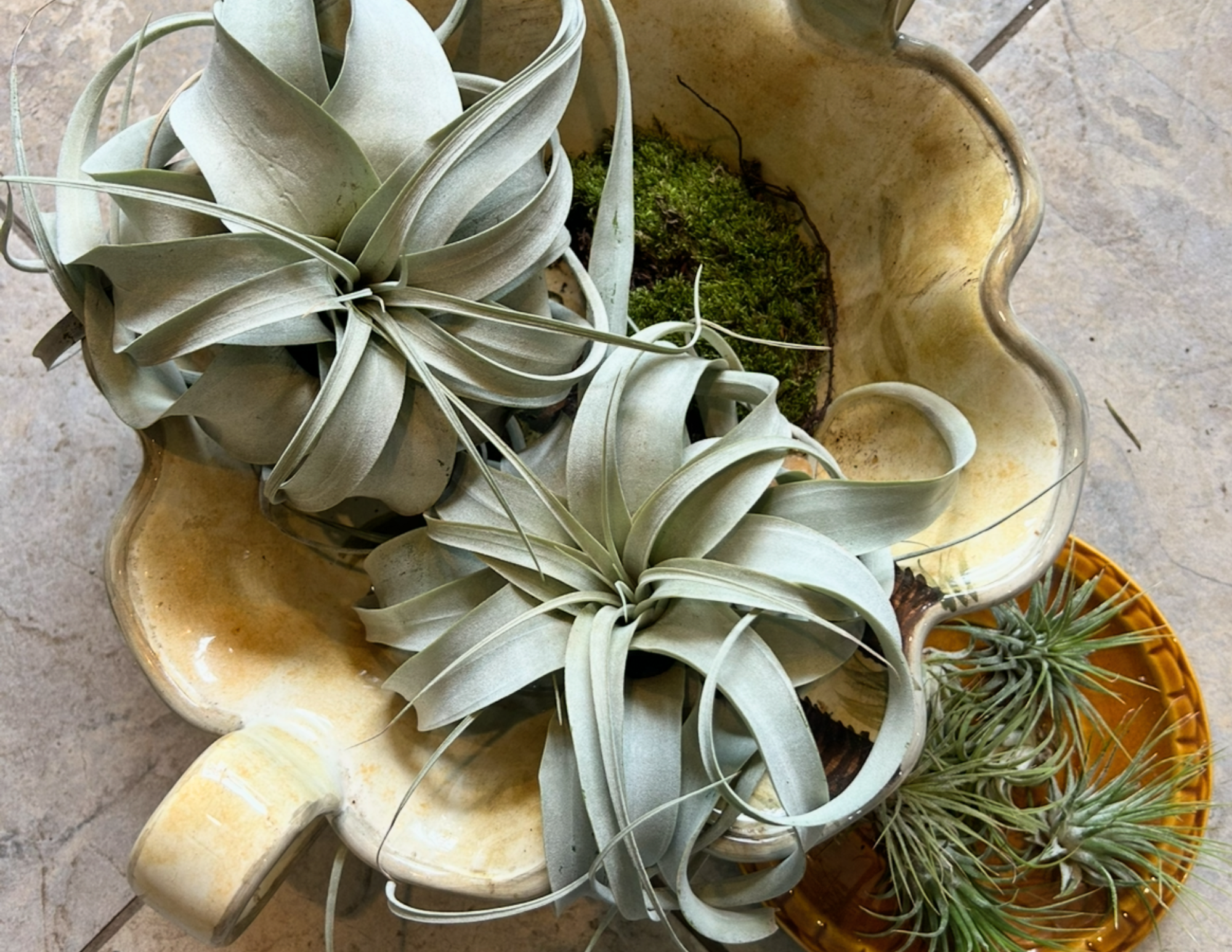 A vintage yellow ceramic bowl and a small orange pot holding air plants, sitting on a beige stone surface.