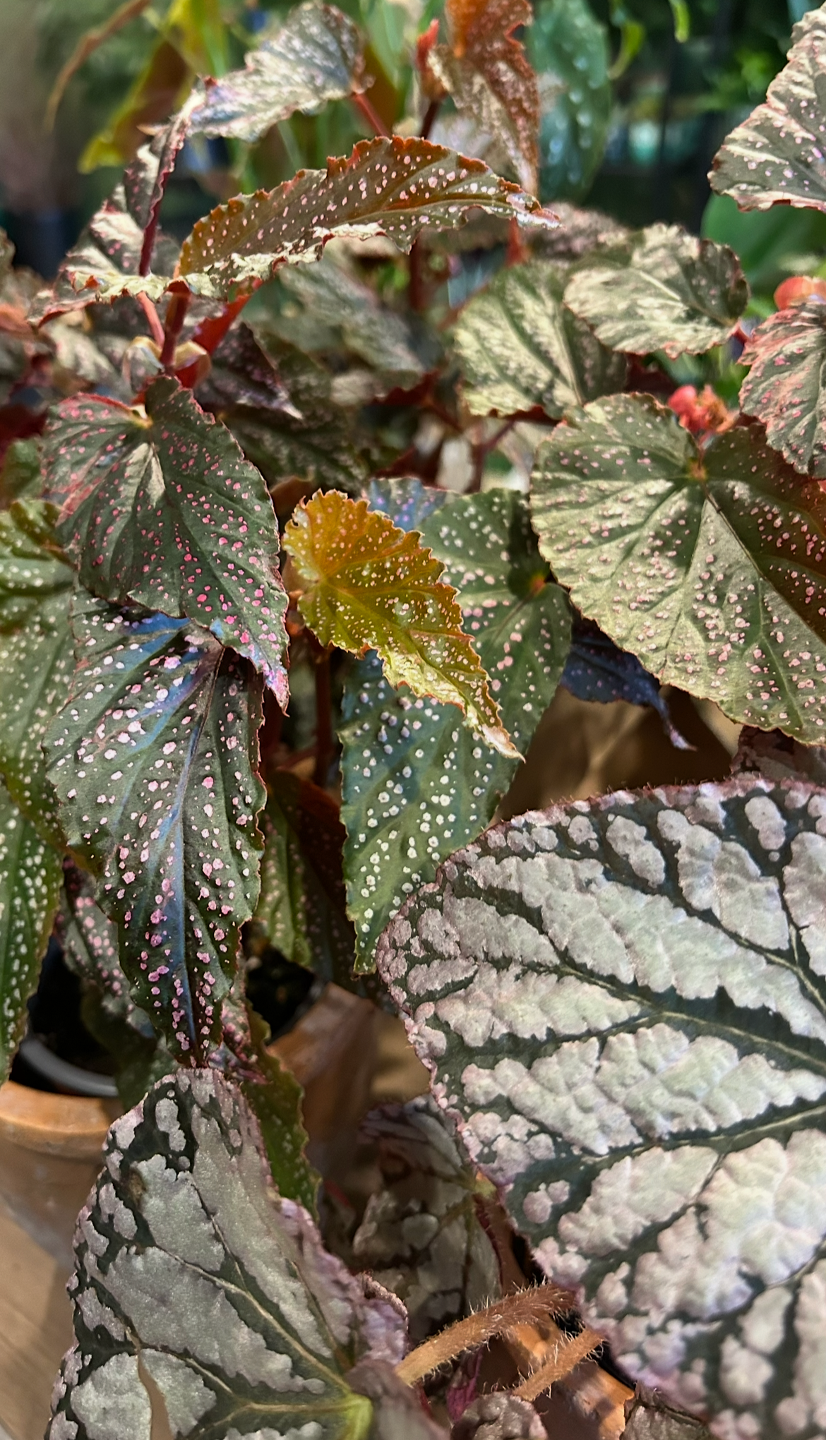 Close-up of colorful patterned leaves on plants, with some showing pink, white, green, and purple spots and veins, in a pot outdoors.
