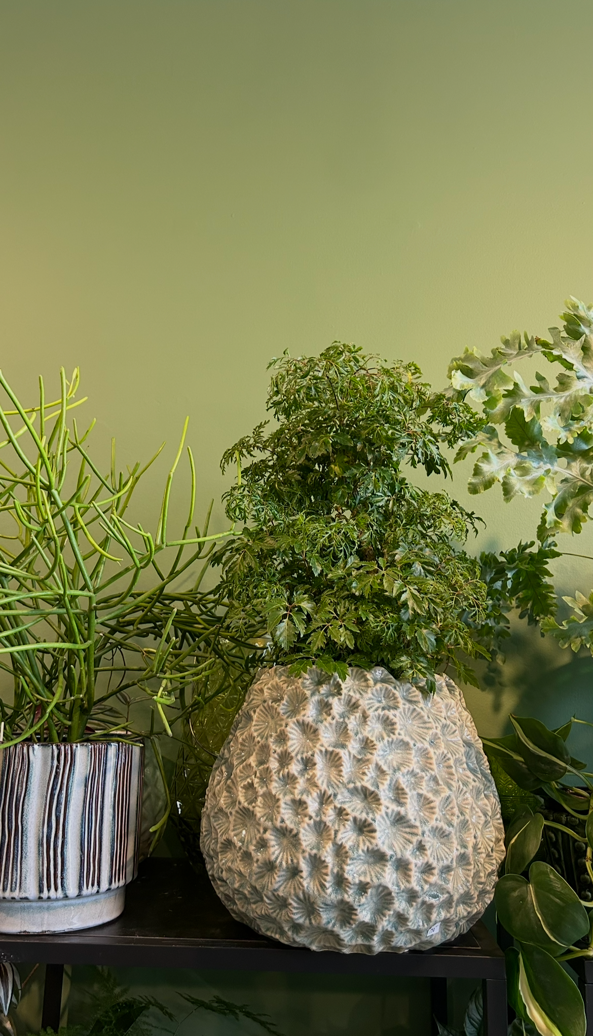 Indoor display of potted houseplants, including a large textured vase with leafy plants, on a black shelf against a green wall.