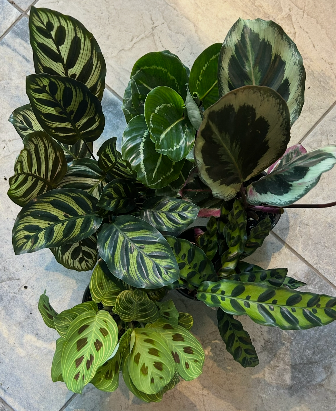 A top view of a potted plant with diverse variegated leaves, showcasing various shades of green, cream, and purple patterns.