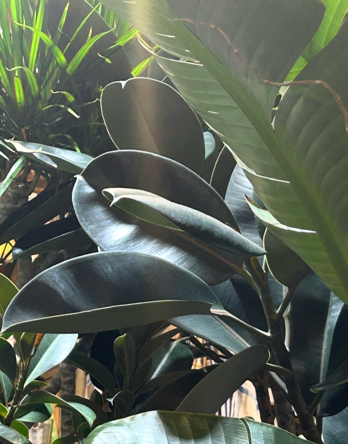 Close-up of green, glossy, broad tropical leaves with prominent veins, some overlapping each other.