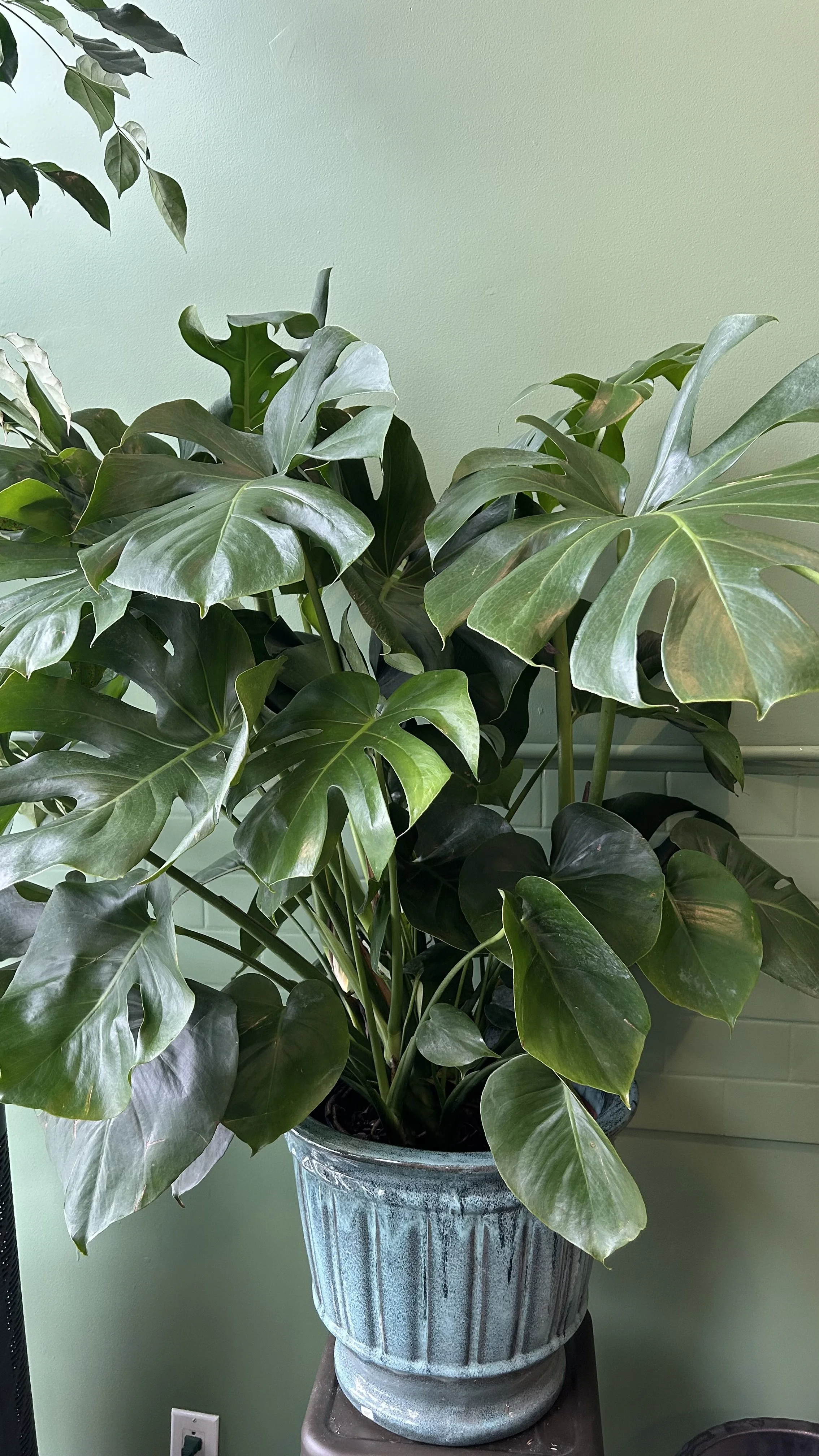 A potted houseplant with large, glossy, green, split leaves, sitting on a small table against a light green wall.