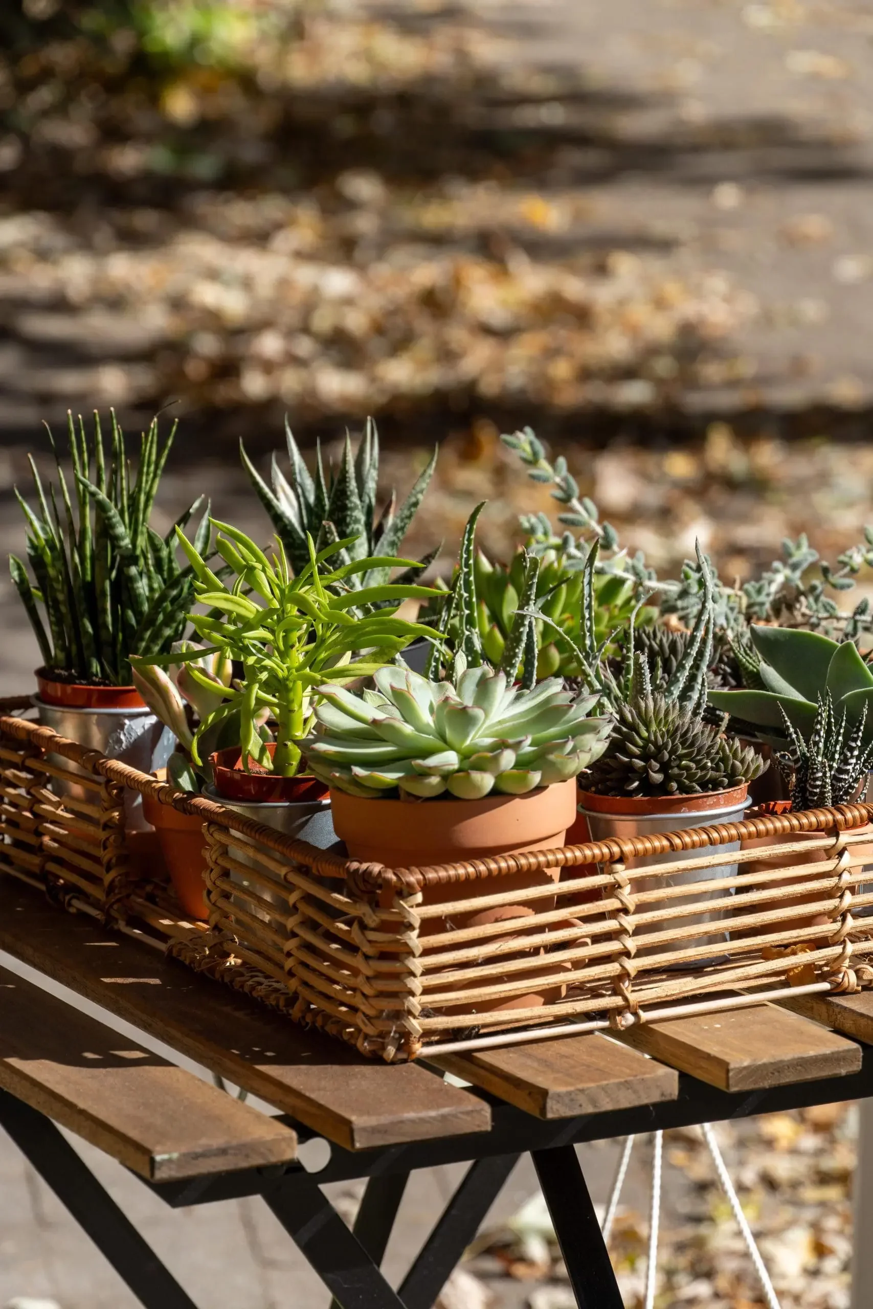A wicker basket with various potted succulents on a wooden table outdoors.
