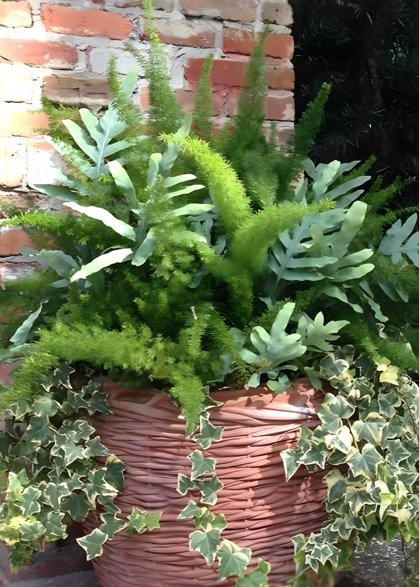 A potted arrangement of green ferns and ivy plants against a brick wall.