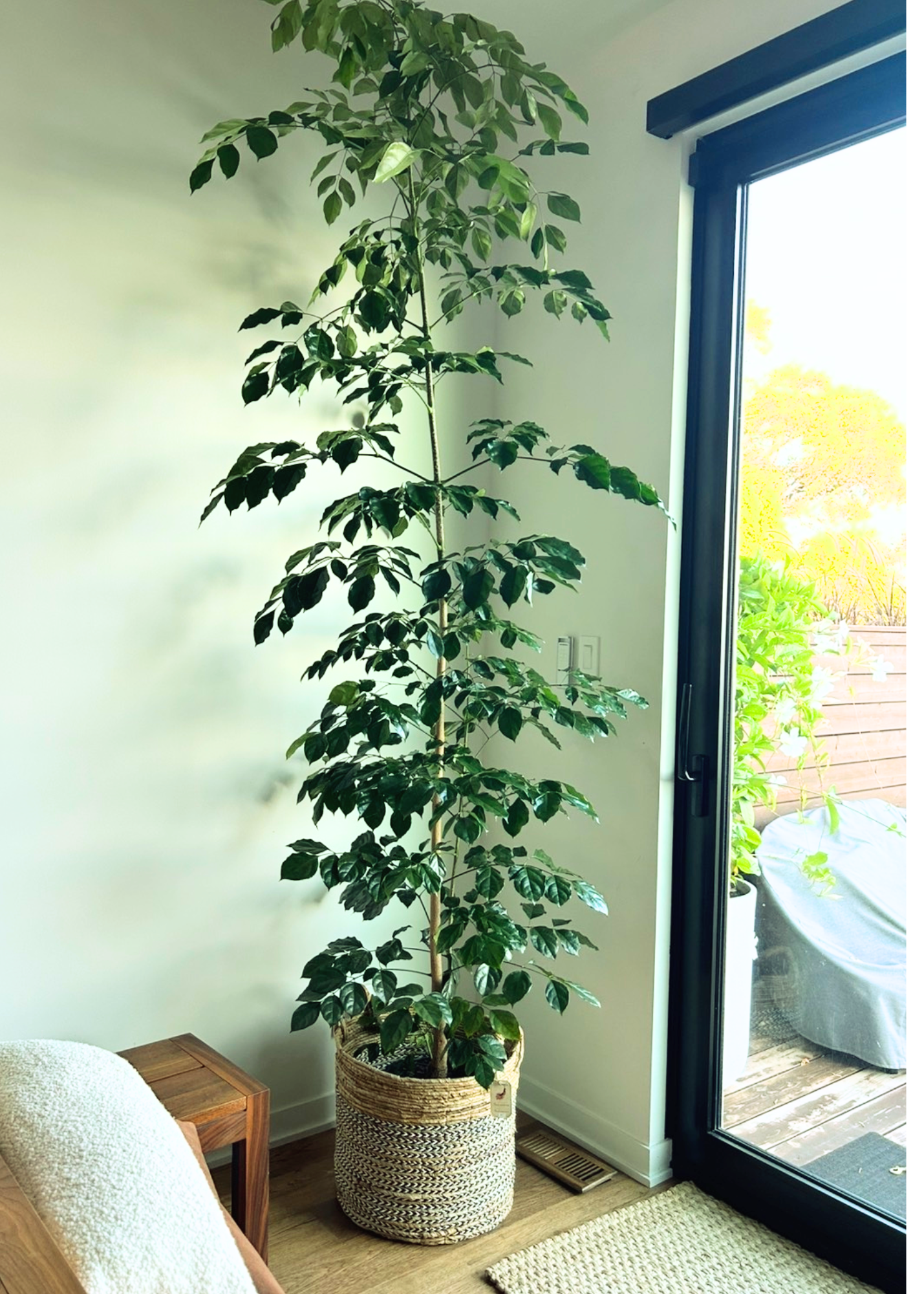 A tall indoor potted plant near a sliding glass door, with a woven basket container, in a room with hardwood floors and a small side table.
