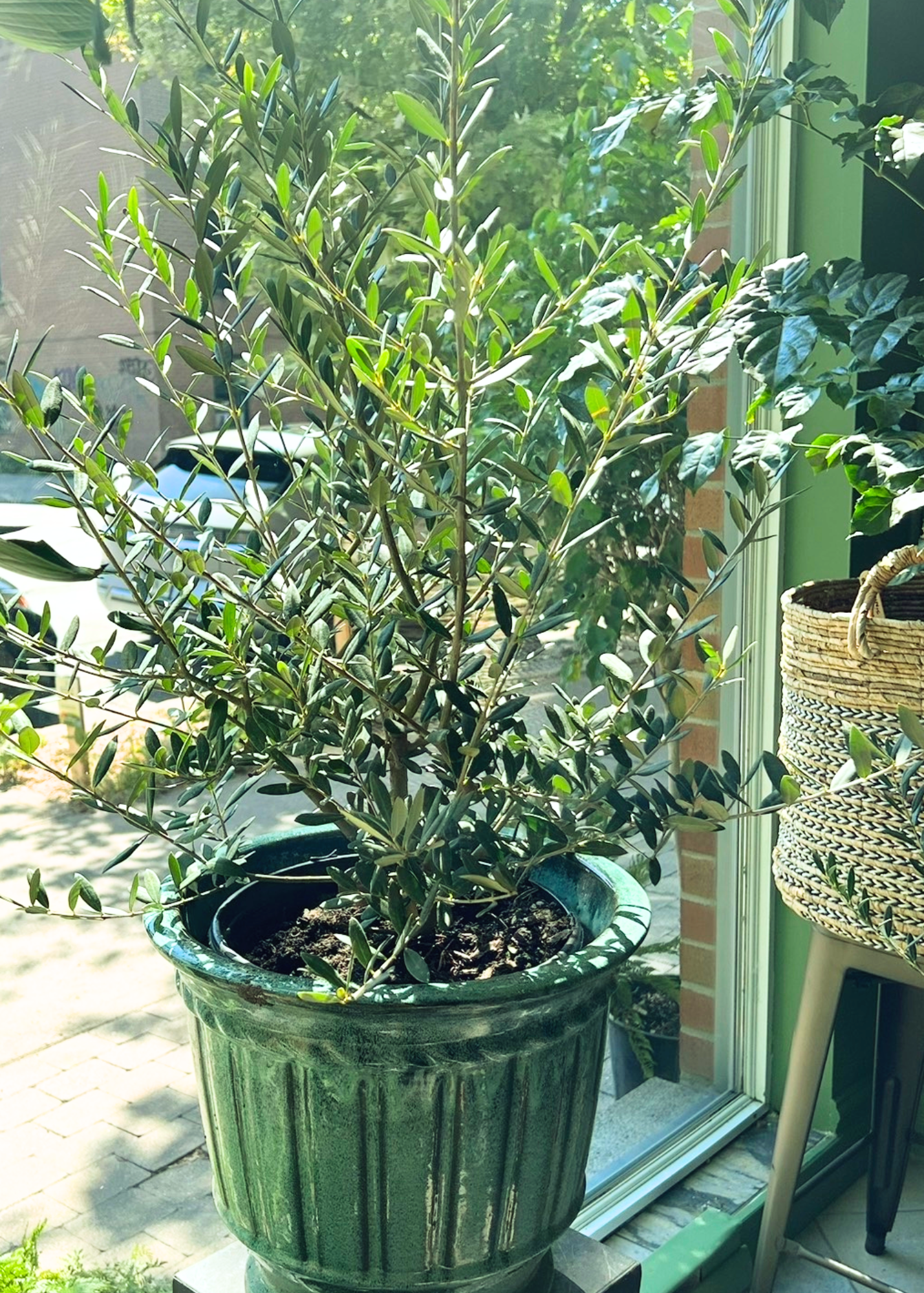 Potted olive tree near a large window with sunlight.