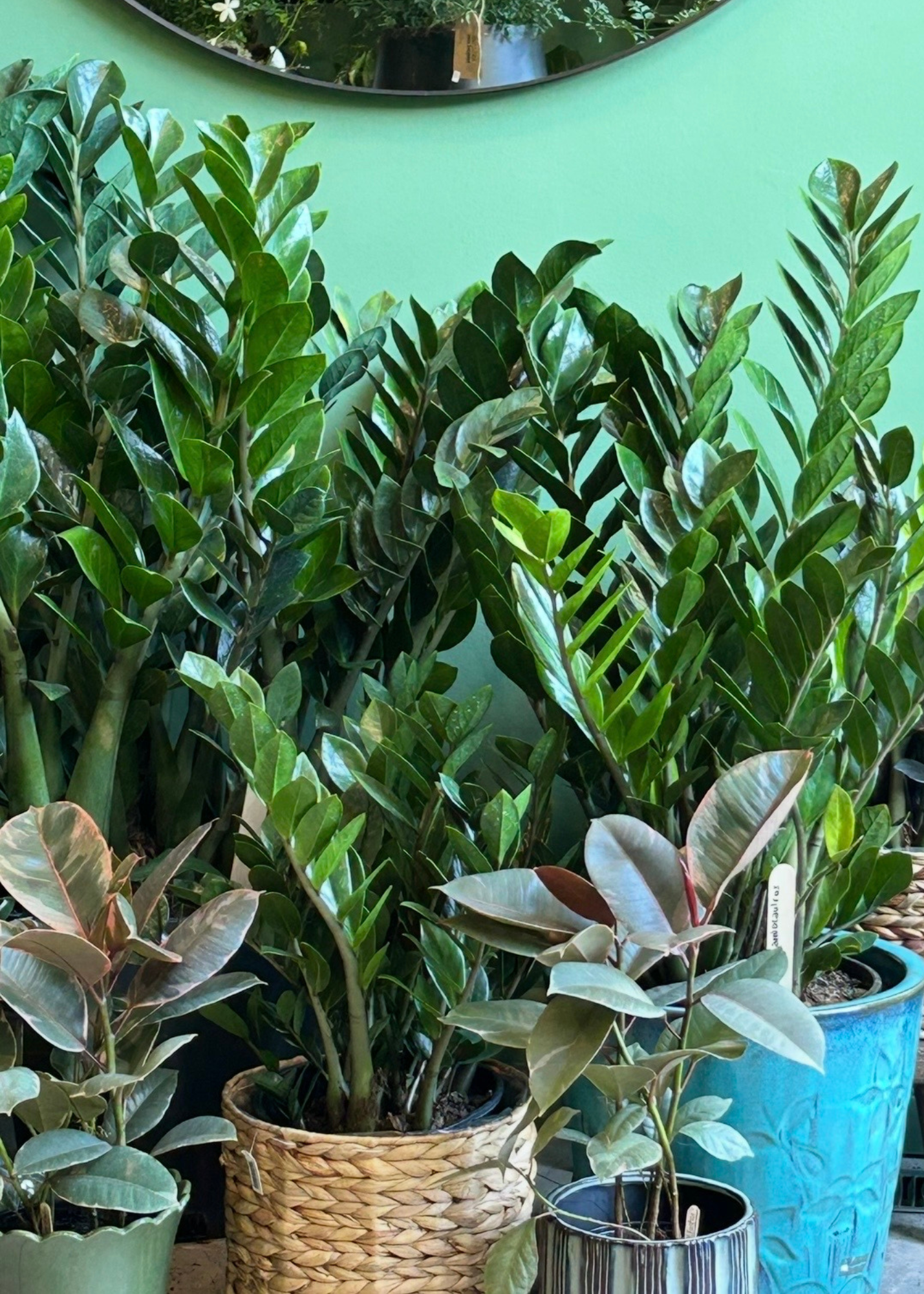 Various potted green houseplants with large, glossy leaves, placed in woven, ceramic, and plastic pots against a light green wall. A mirror or picture frame is partially visible on the wall.