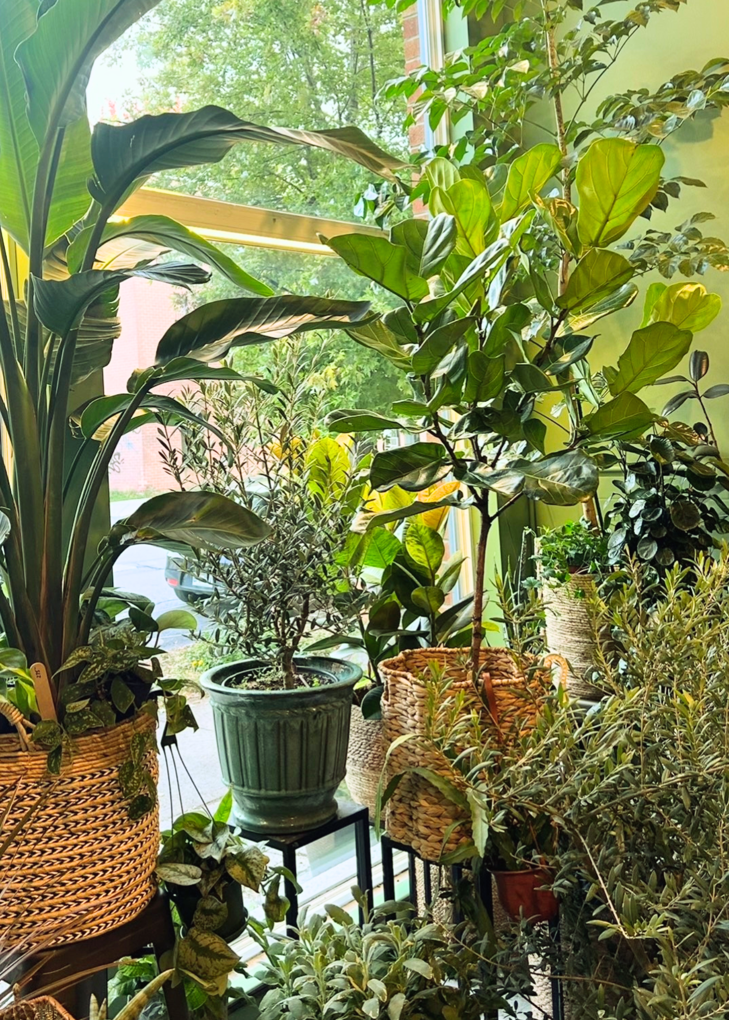 Indoor collection of lush green houseplants in various pots arranged near a large window, including a tall plant with broad leaves and a small tree, with sunlight filtering through the window.
