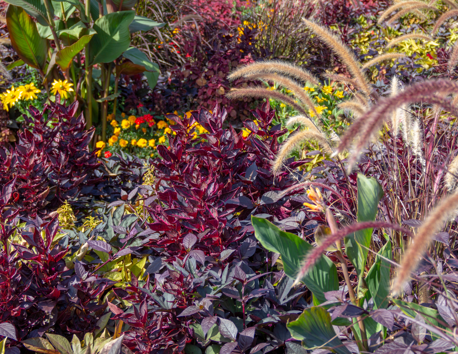 Colorful garden with purple, green, yellow, and red plants, including tall grasses with fuzzy flower heads and yellow flowers.