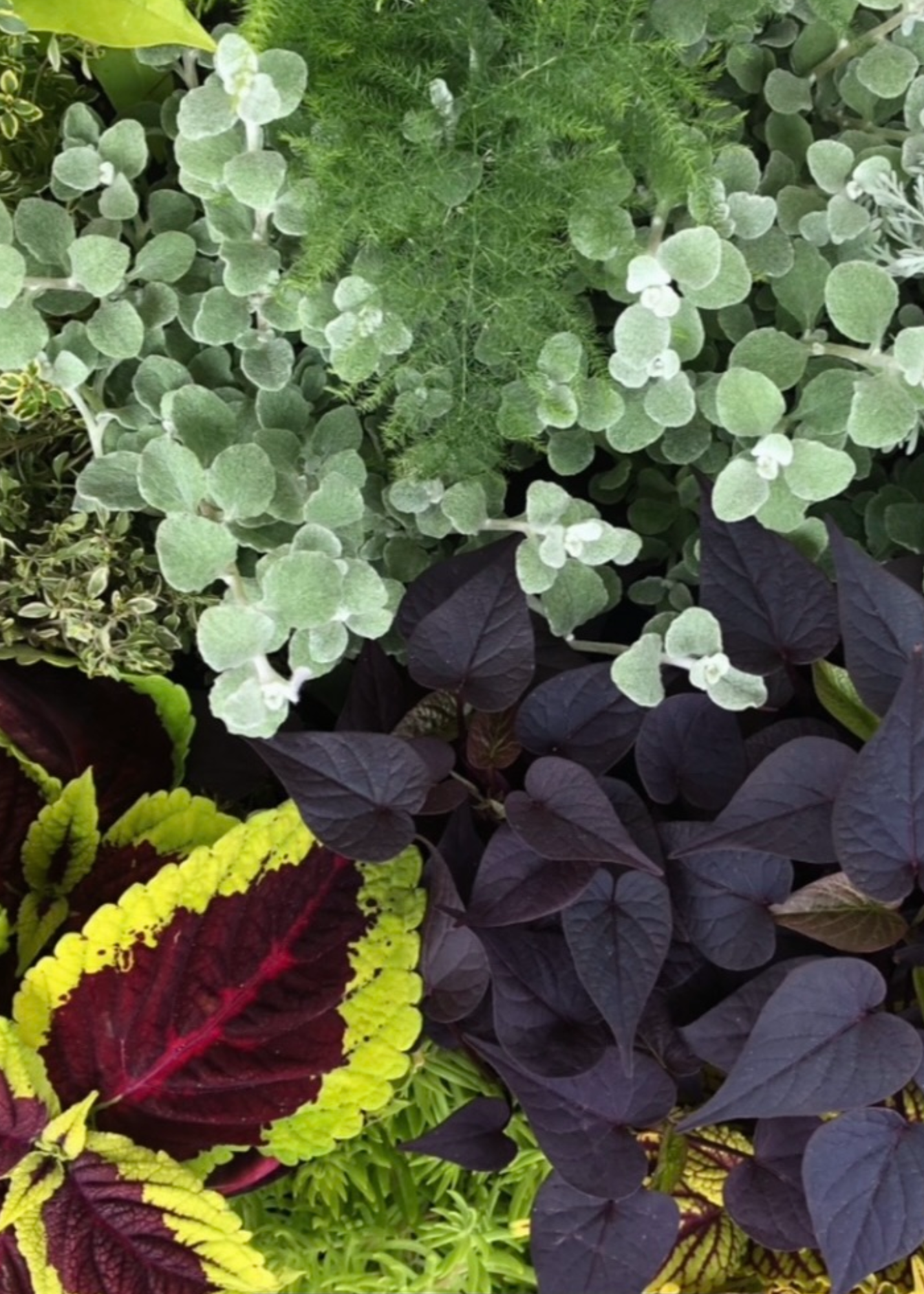 Close-up of various green and purple foliage plants, including silver-green leaves, dark purple leaves, and bright green leaves.
