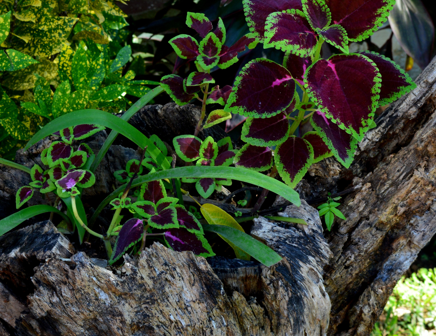 Colorful plants growing in a tree hollow with green and purple leaves.