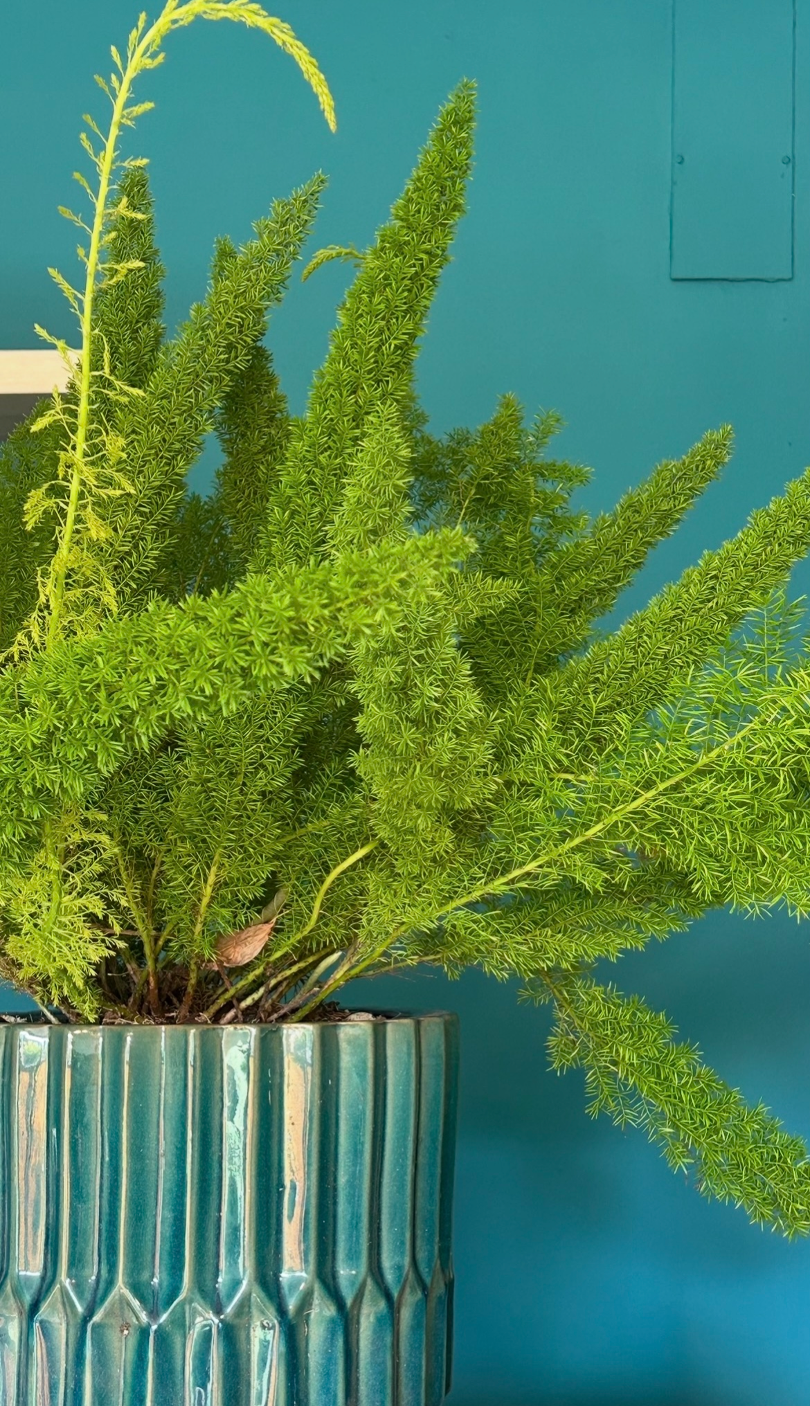 A lush green fern plant in a turquoise ceramic pot set against a teal background.