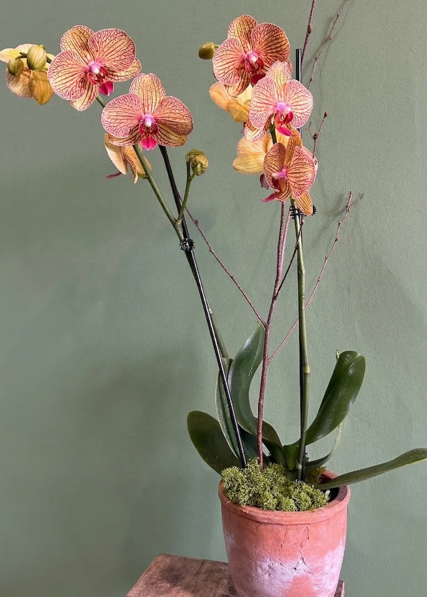 Orchid Plant