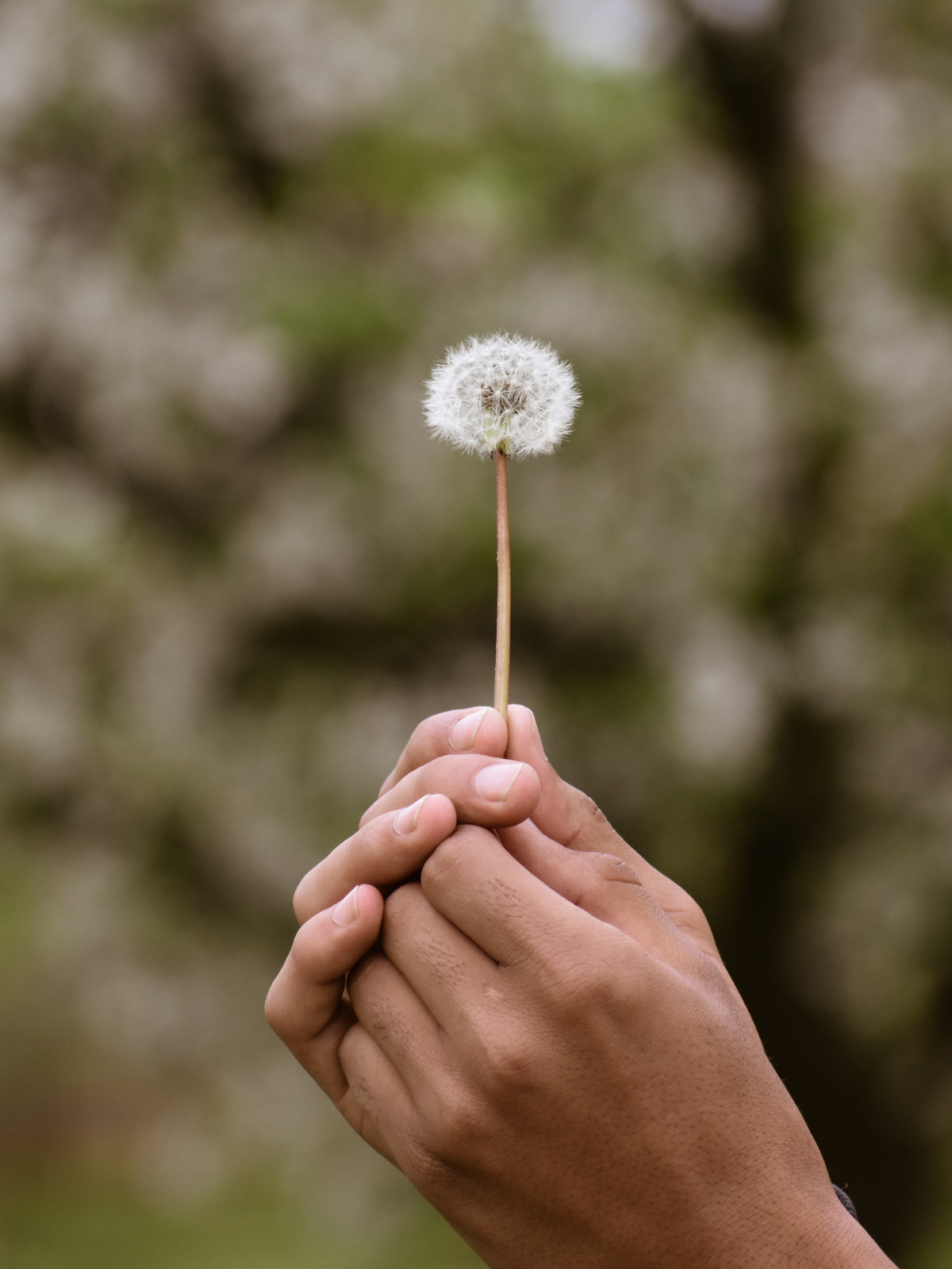 Person holding a dandelion seed head with a blurred background of trees.