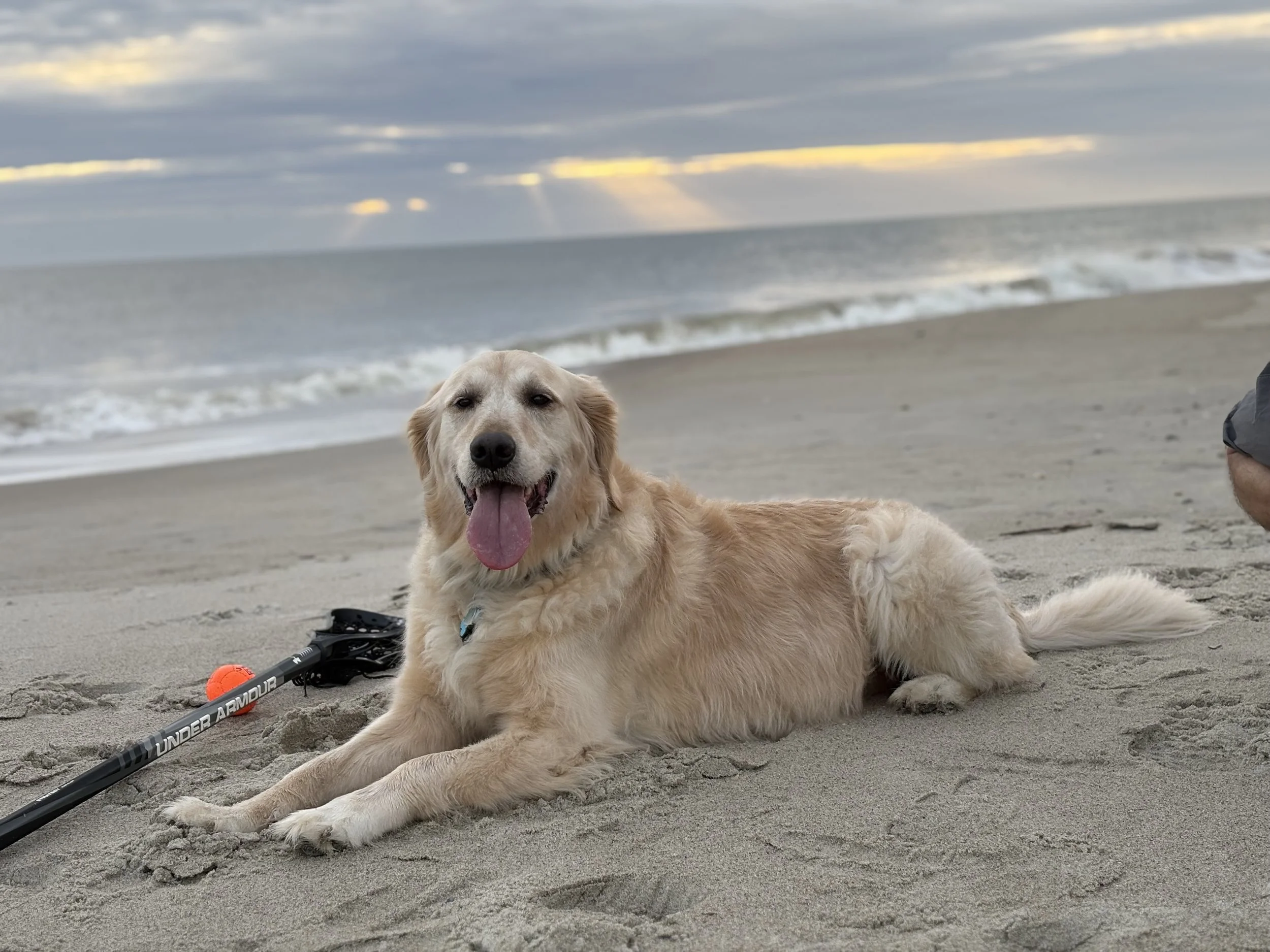 Golden retriever lying on the sandy beach with the ocean and cloudy sky in the background, tongue out and smiling.
