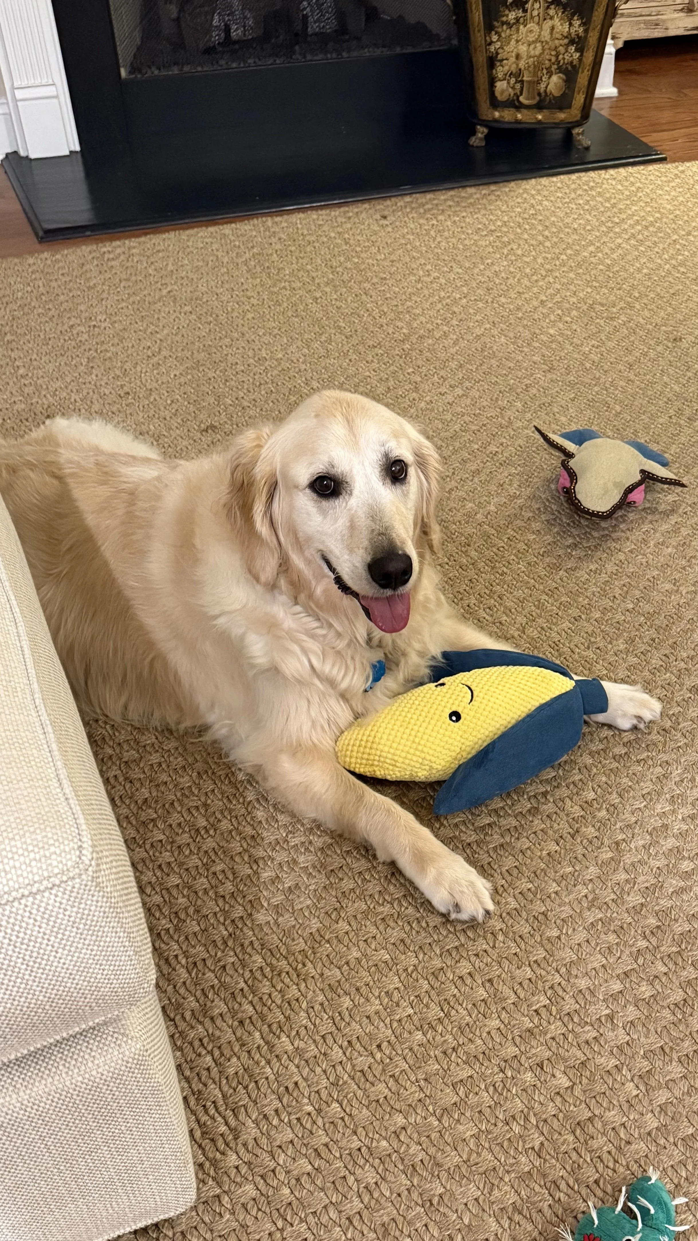 Golden retriever lying on a beige carpet with toys, including a yellow croc plush, a pink and blue toy sheep, and a teal textured ball, in a living room near a fireplace.