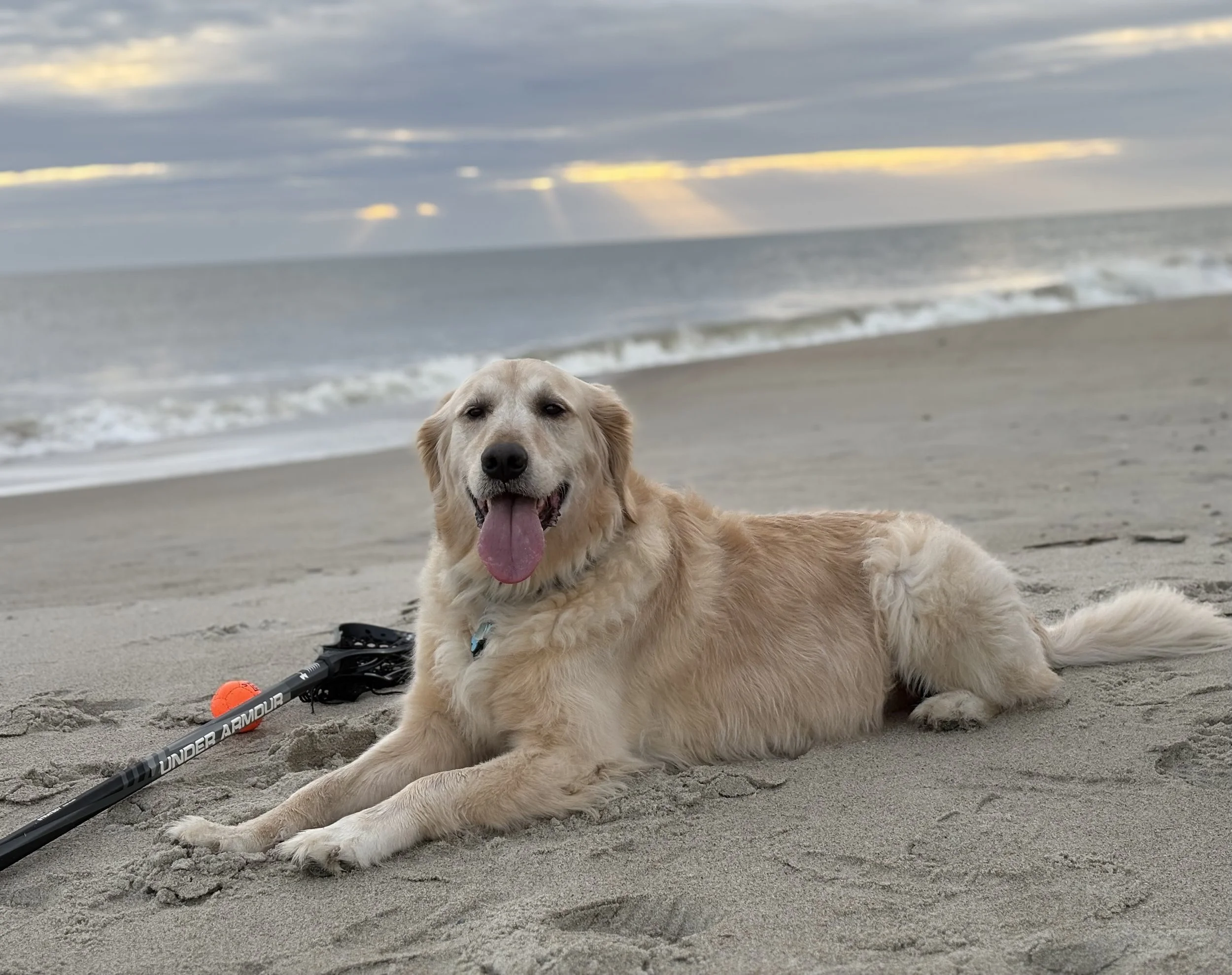 A happy golden retriever lying on the sand at the beach with a black Under Armour lacrosse stick and an orange lacrosse ball nearby. The ocean and cloudy sky are in the background.