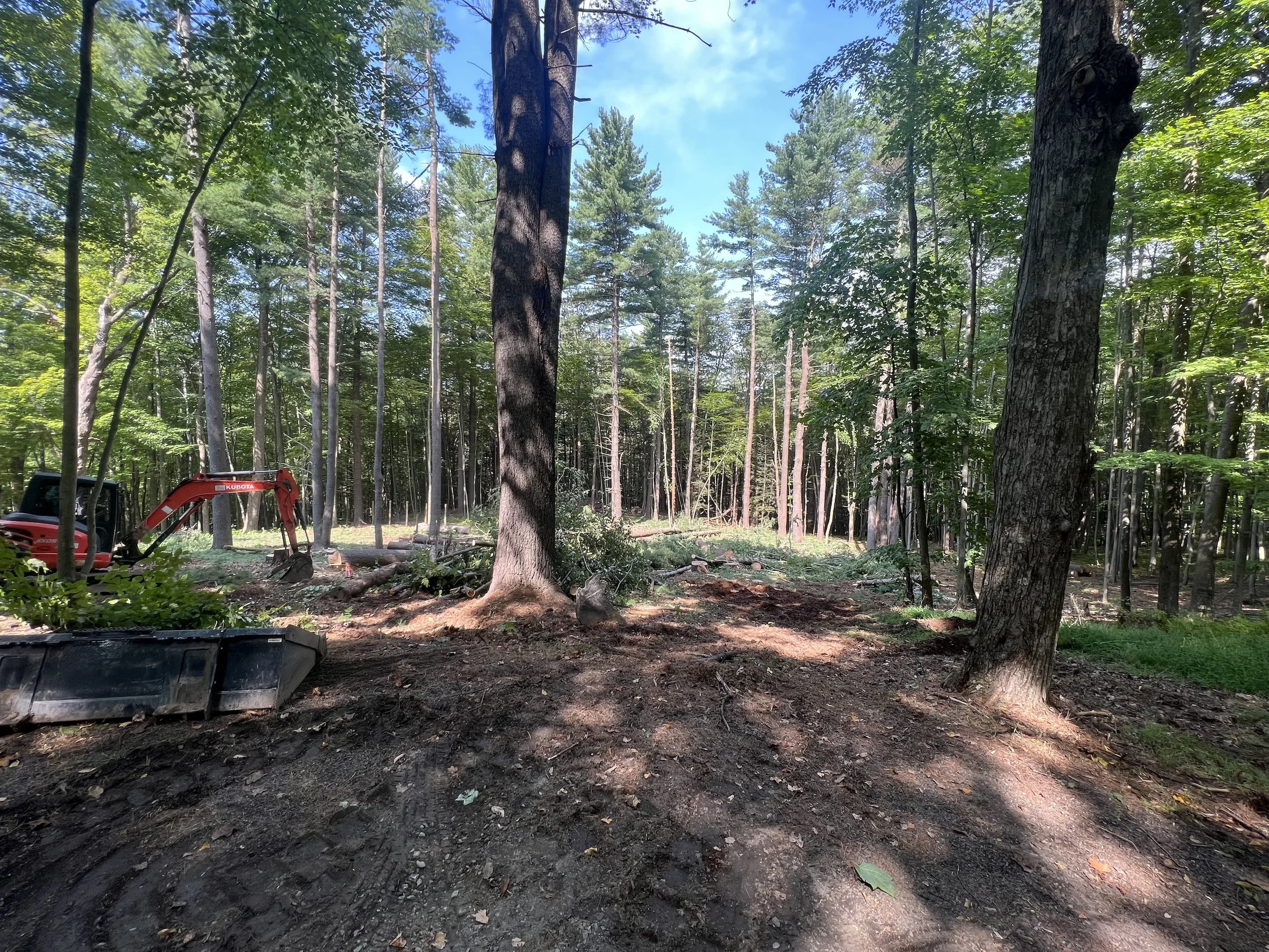ll-earthworx-arbor-tree-removal-2.jpeg