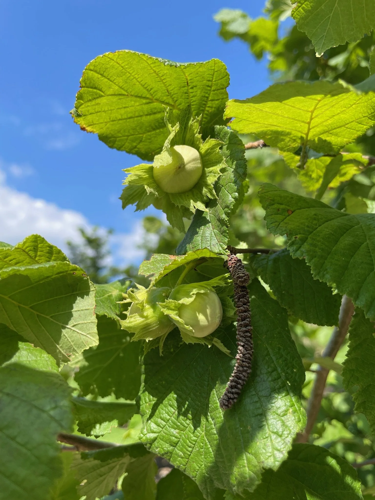 Metabolism and Midlife Reset Session